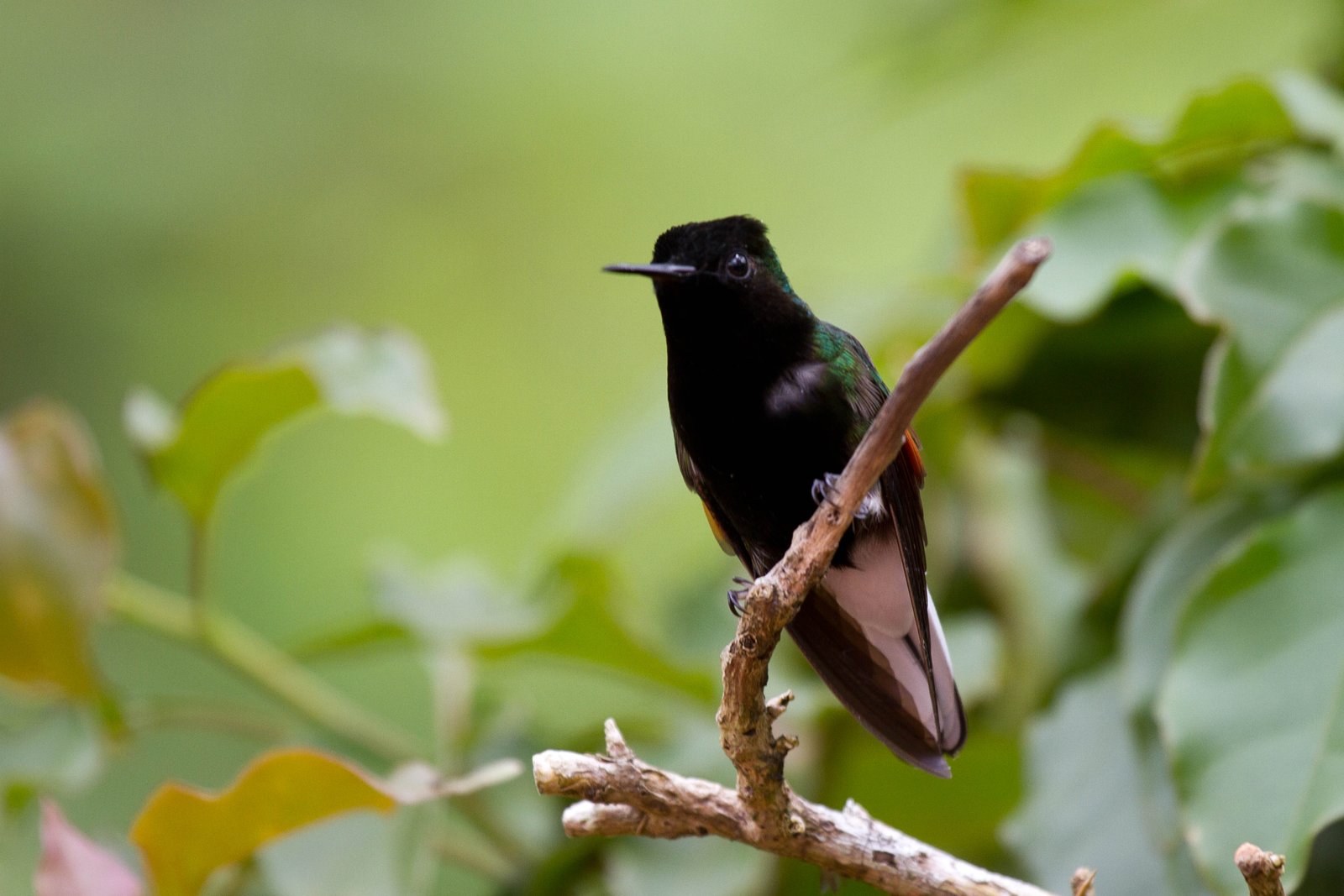 Zwartbuikkolibrie (Eupherusa nigriventris)