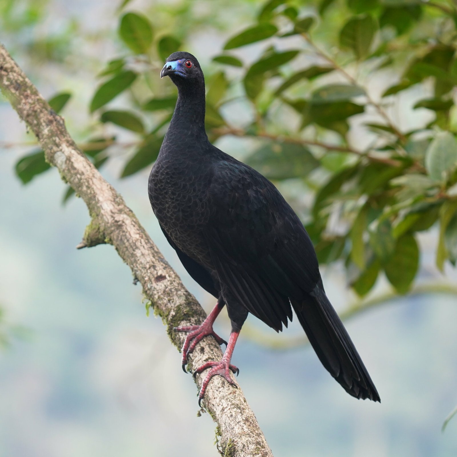 Zwarte goean (Chamaepetes unicolor)