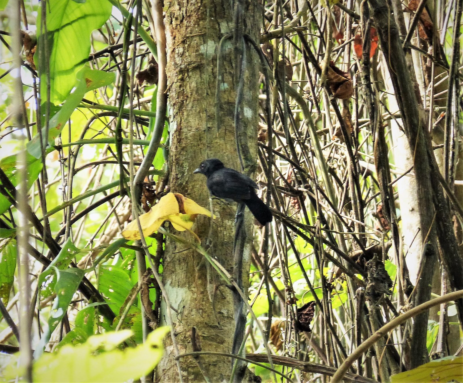 Zwarte mierklauwier (Thamnophilus nigriceps)