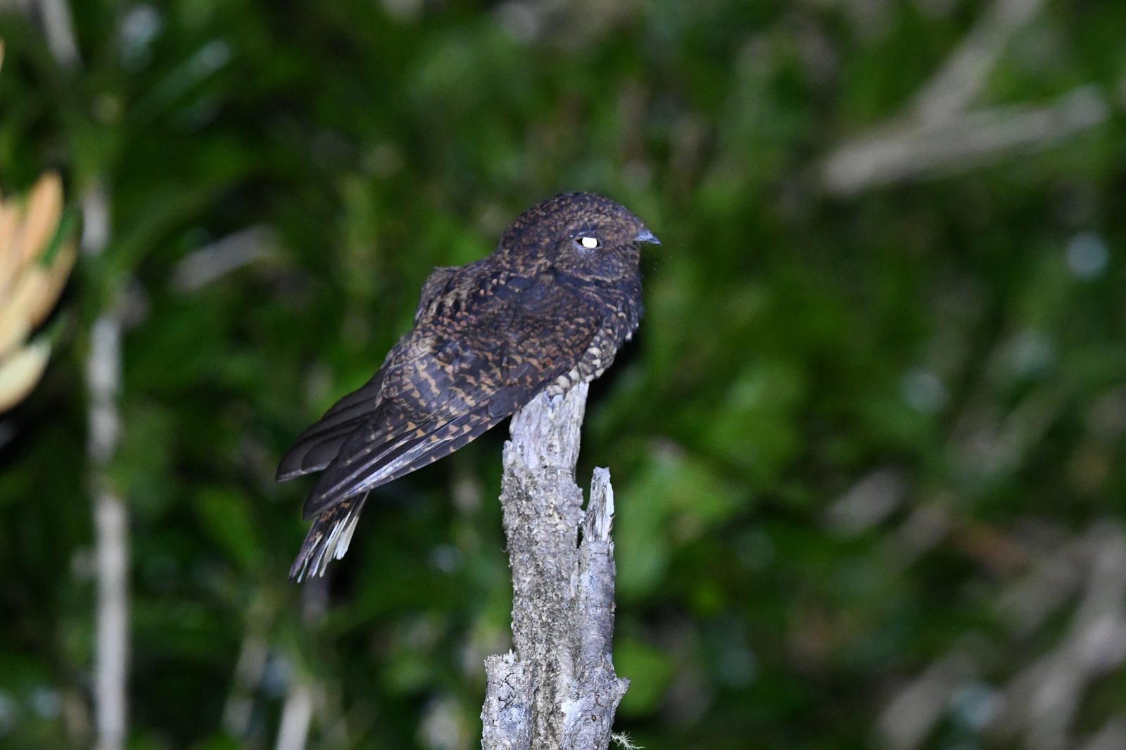 Zwarte nachtzwaluw (Antrostomus saturatus)