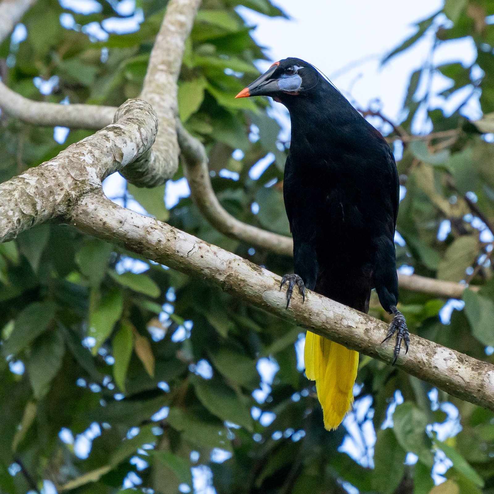 Zwarte oropendola (Psarocolius guatimozinus)