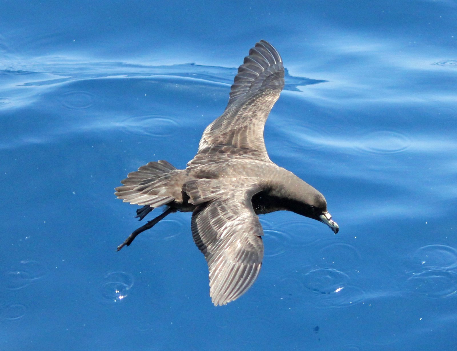 Zwarte stormvogel (Procellaria parkinsoni)