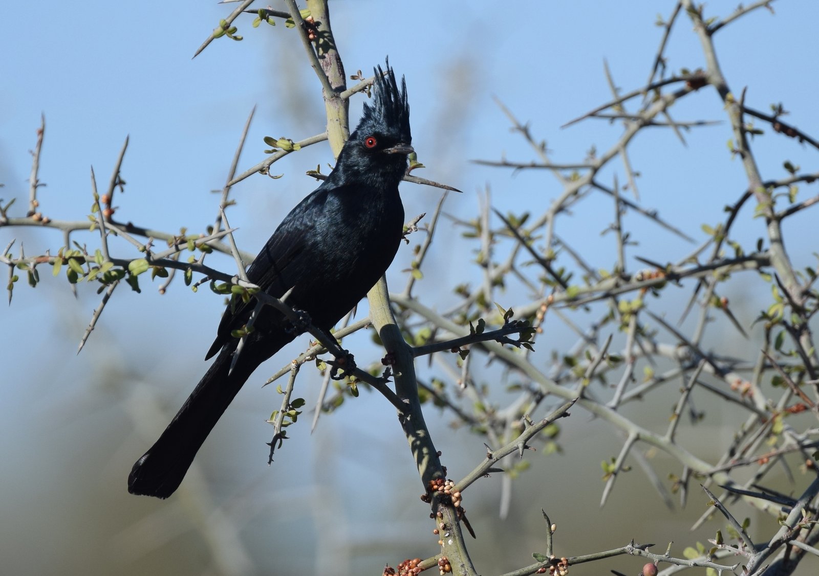 Zwarte zijdevliegenvanger (Phainopepla nitens)
