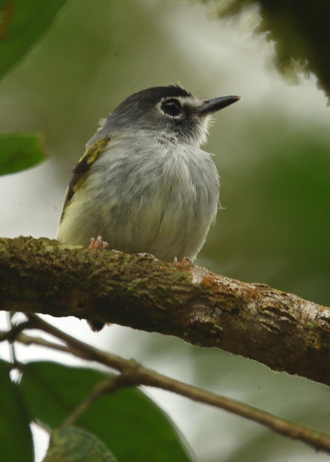 Zwartkapdwergtiran (Myiornis atricapillus)