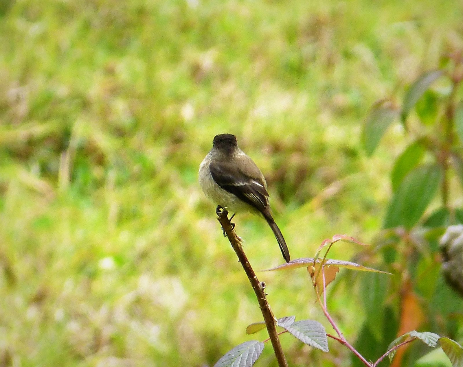 Zwartkapfeetiran (Empidonax atriceps)