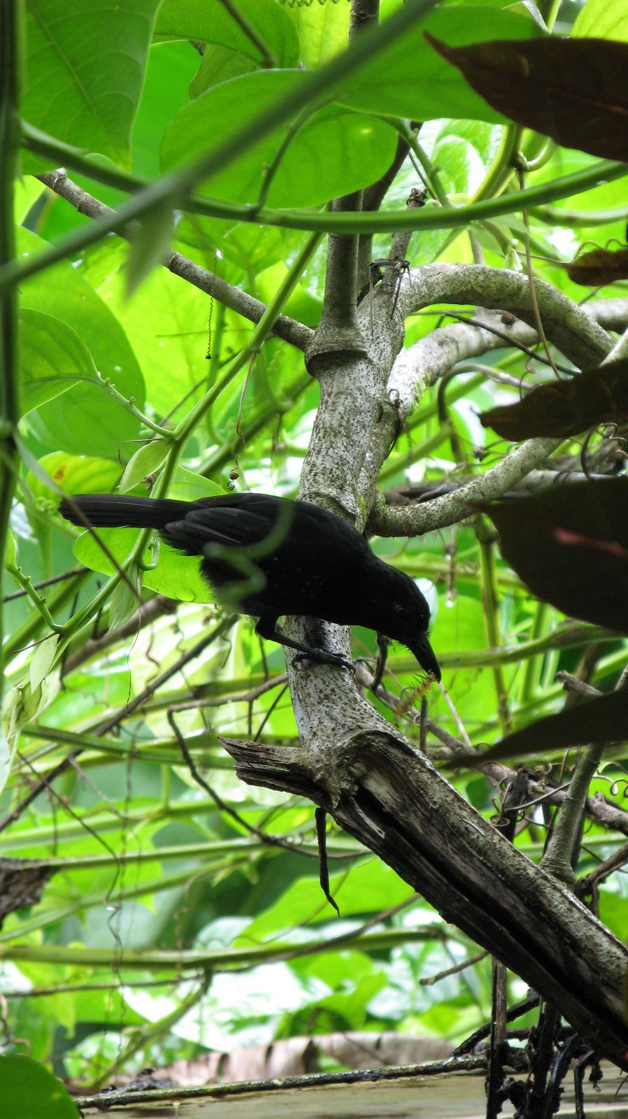 Zwartkapmierklauwier (Thamnophilus bridgesi)