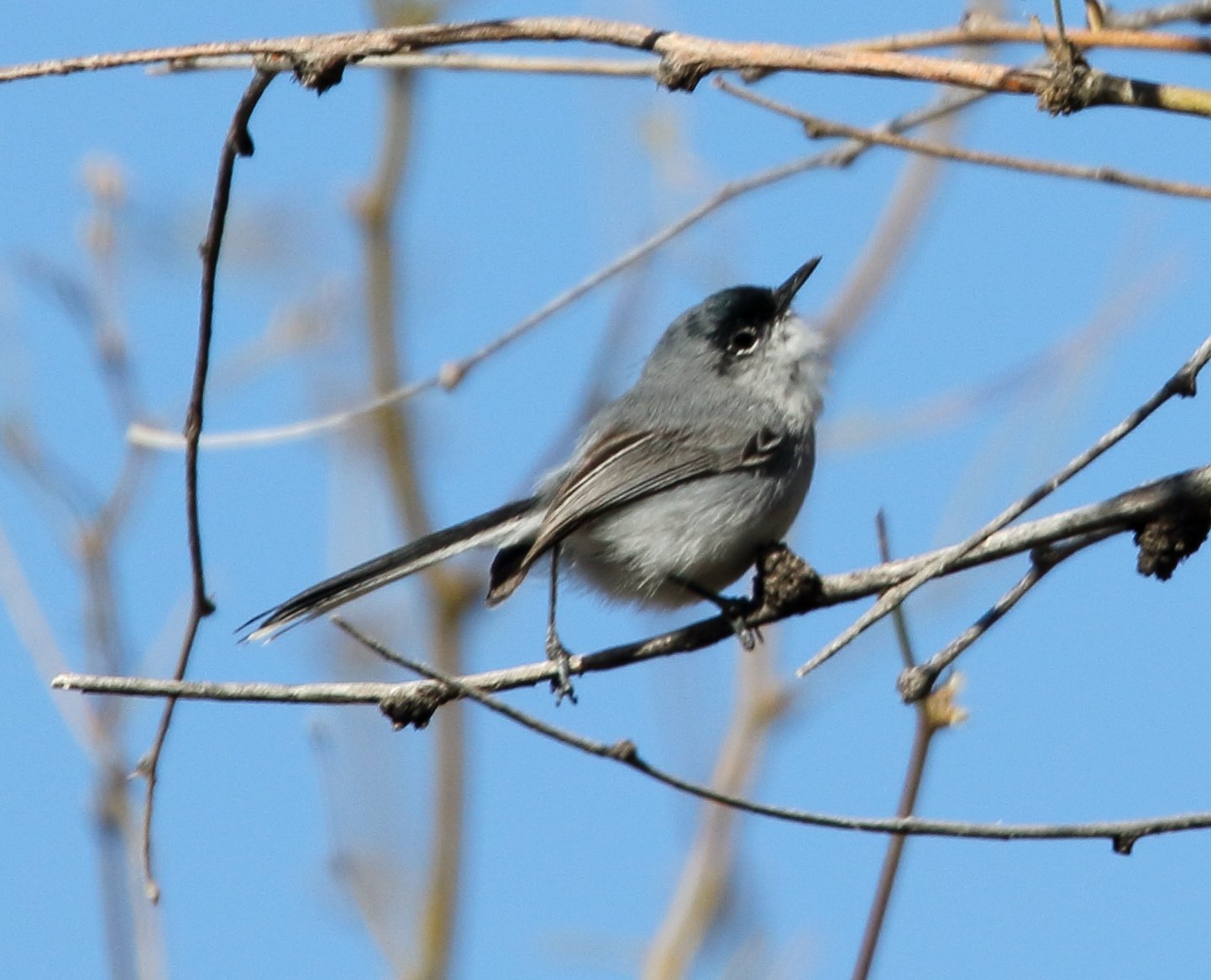 Zwartkapmuggenvanger (Polioptila nigriceps)