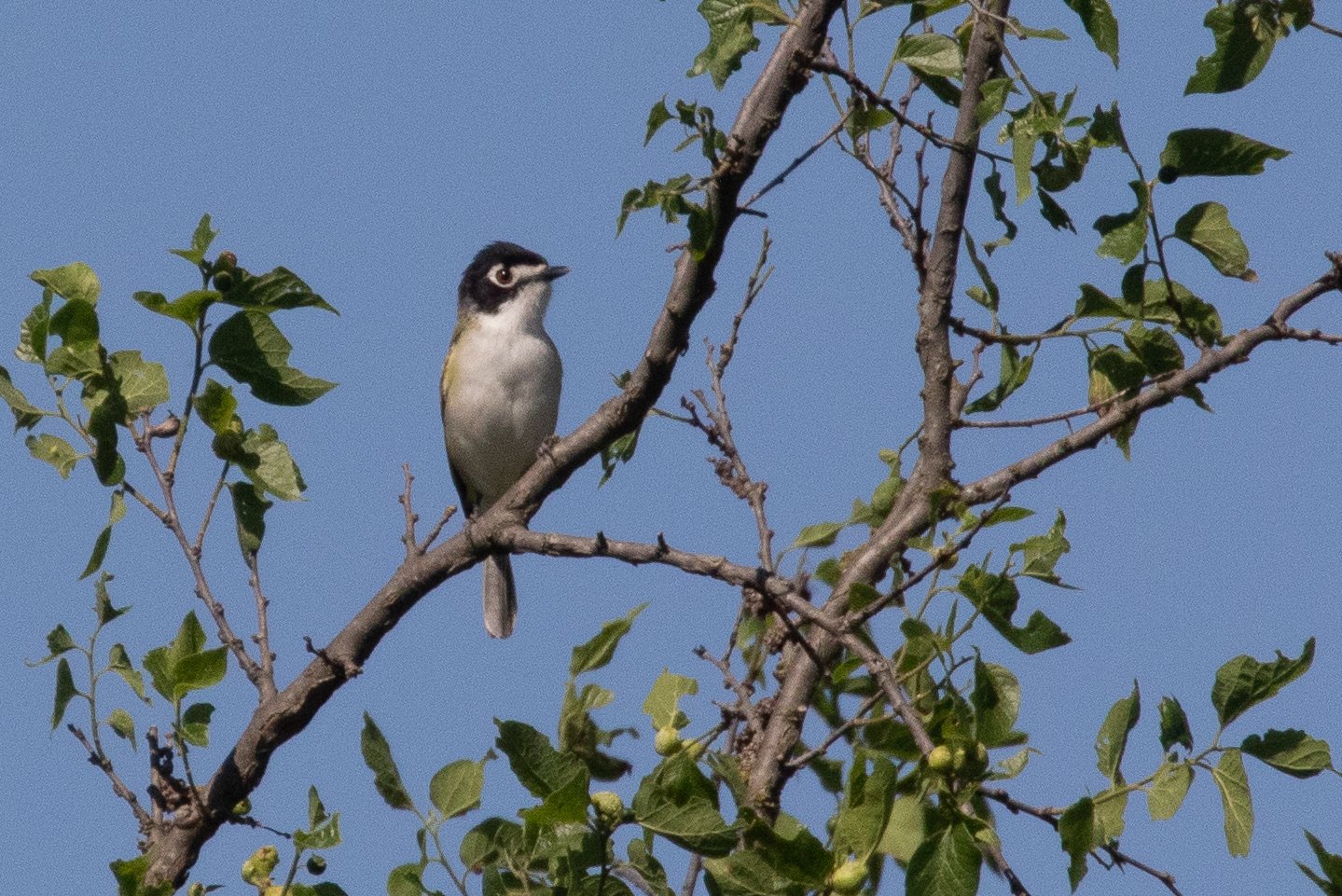 Zwartkapvireo (Vireo atricapilla)