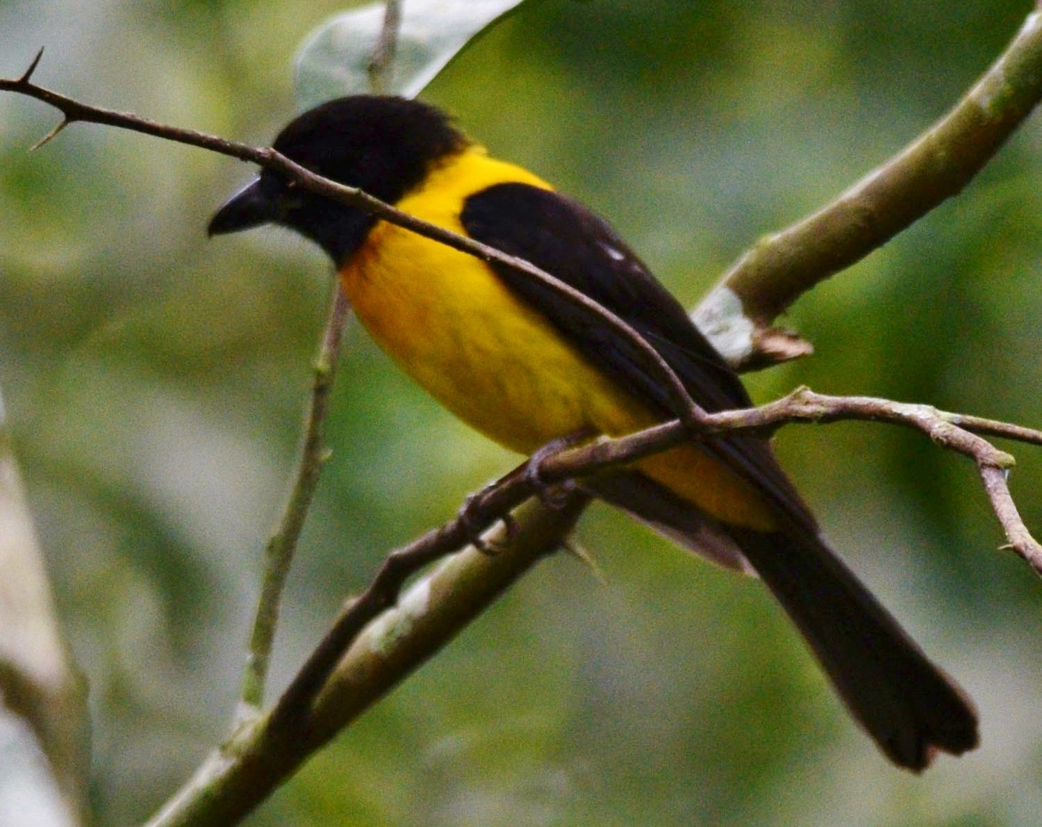 Zwartkeelklauwiertangare (Lanio aurantius)