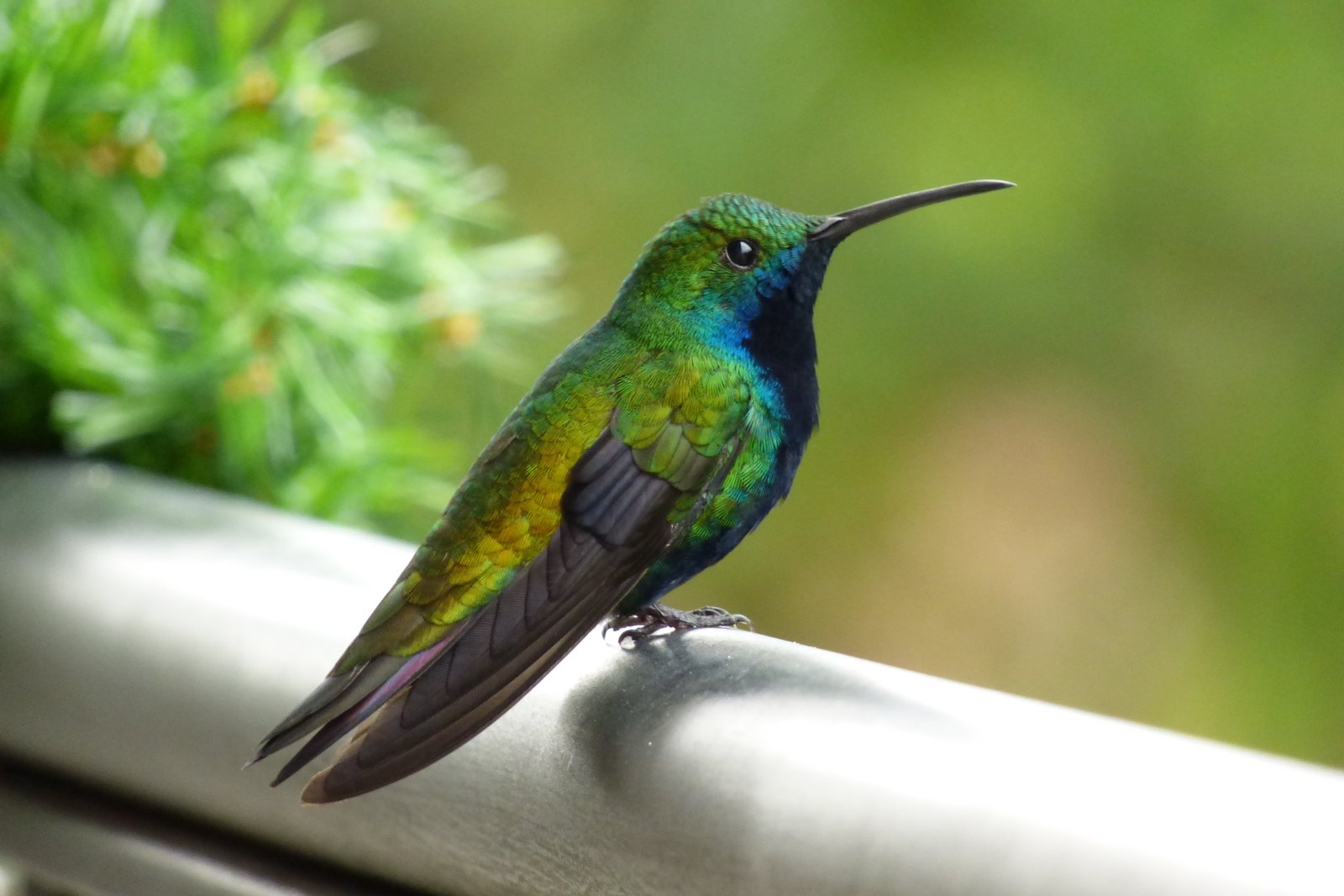 Zwartkeelmango (Anthracothorax nigricollis)