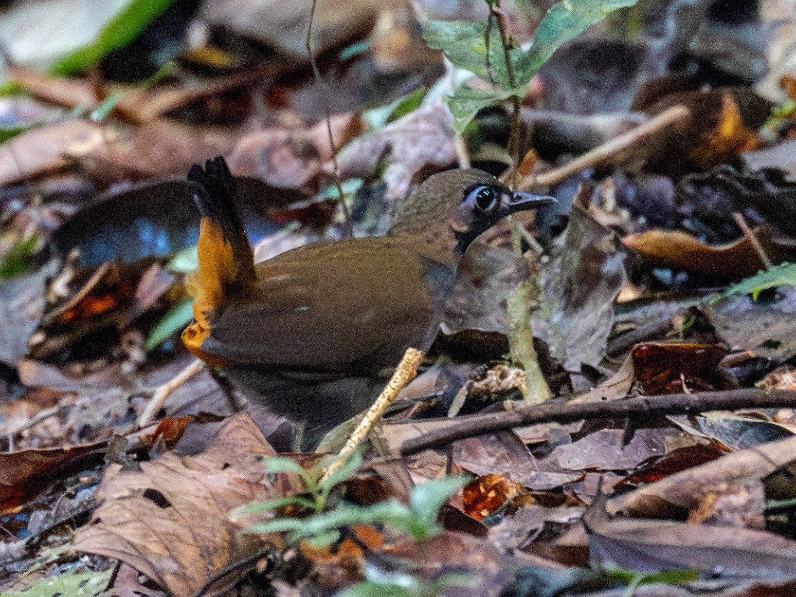 Zwartkeelmierlijster (Formicarius analis)