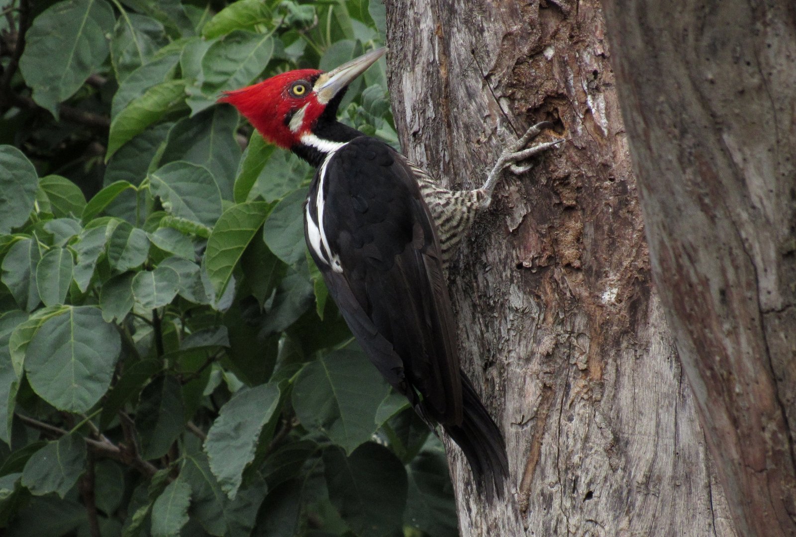 Zwartkeelspecht (Campephilus melanoleucos)