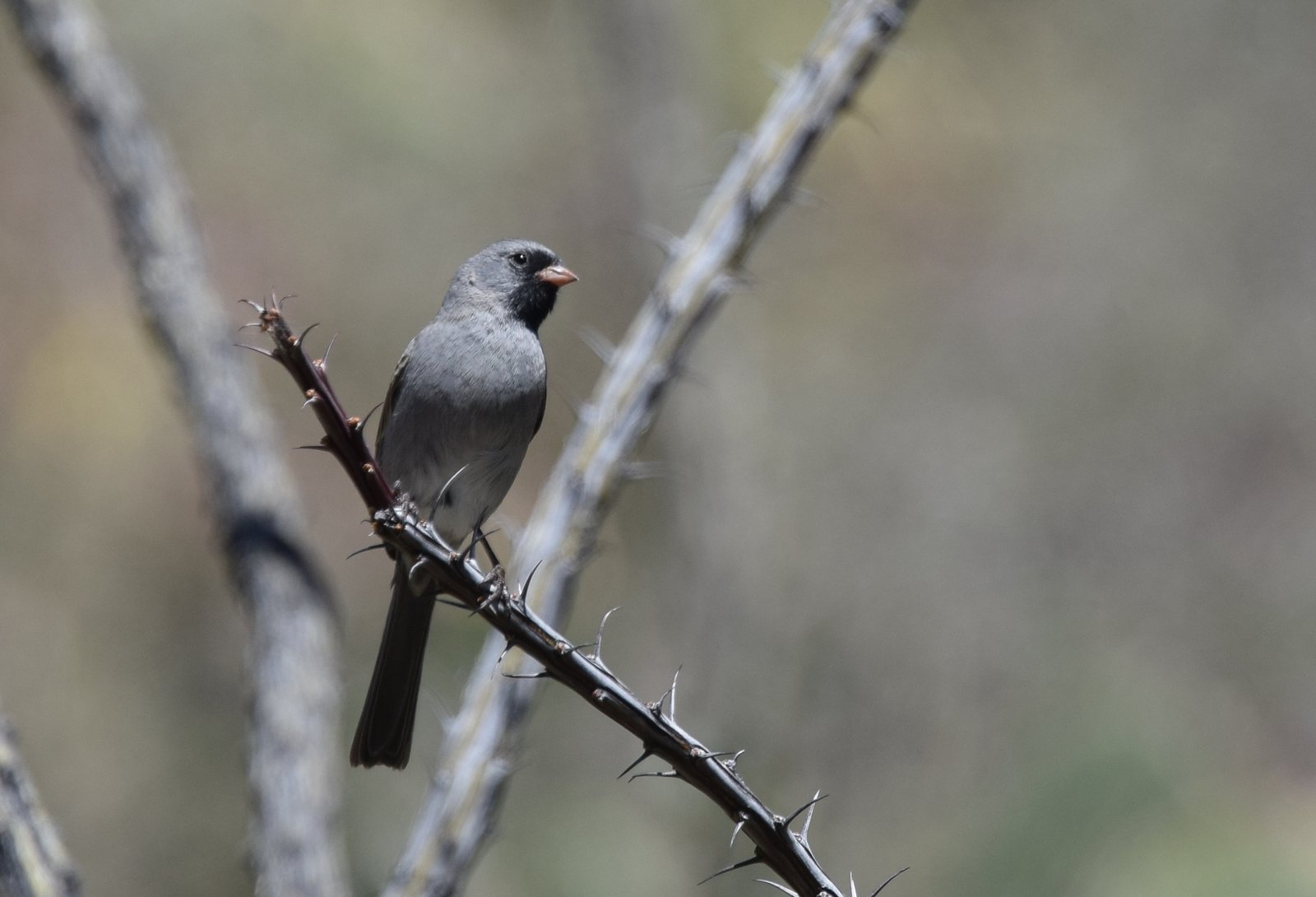 Zwartkingors (Spizella atrogularis)