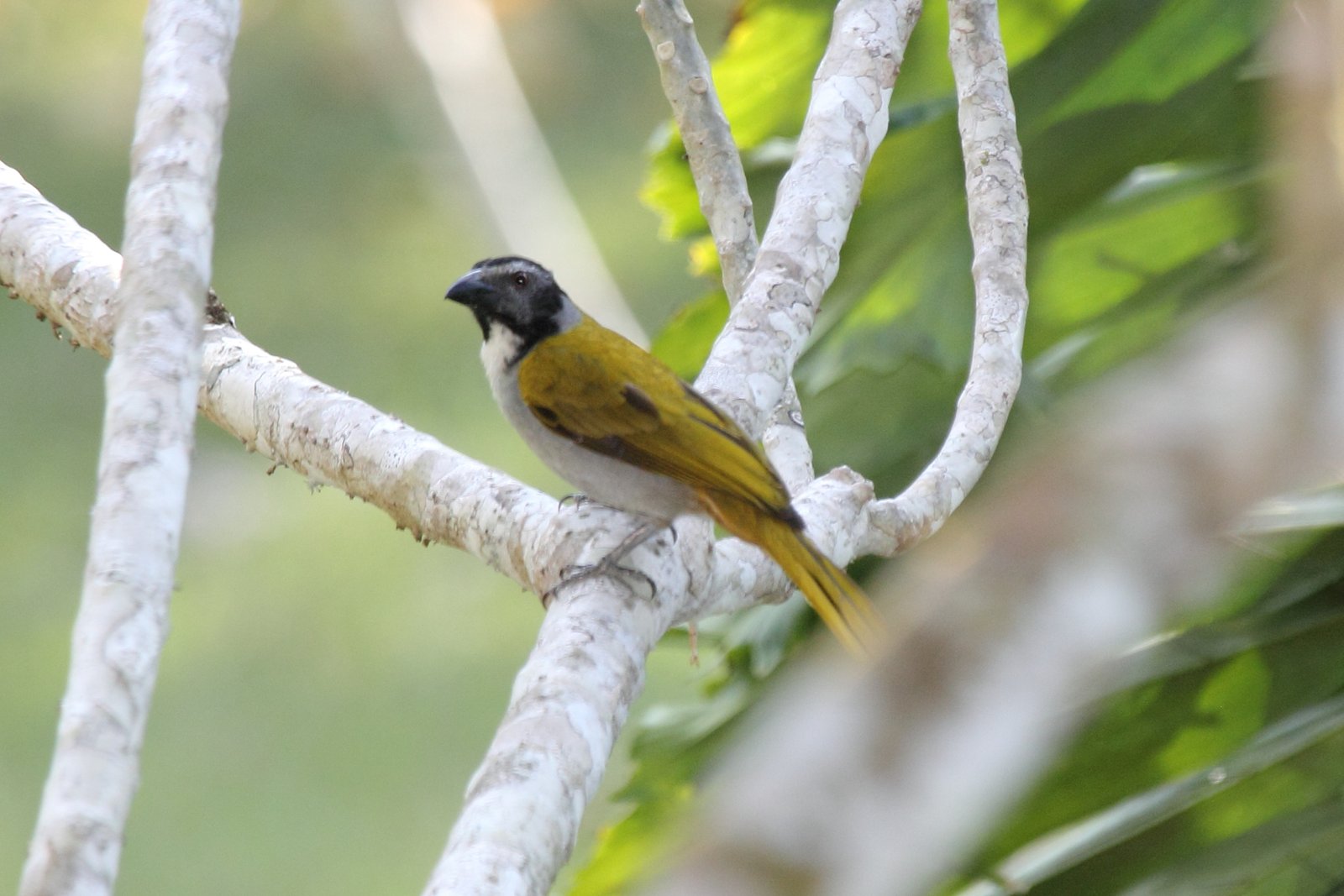 Zwartkopsaltator (Saltator atriceps)