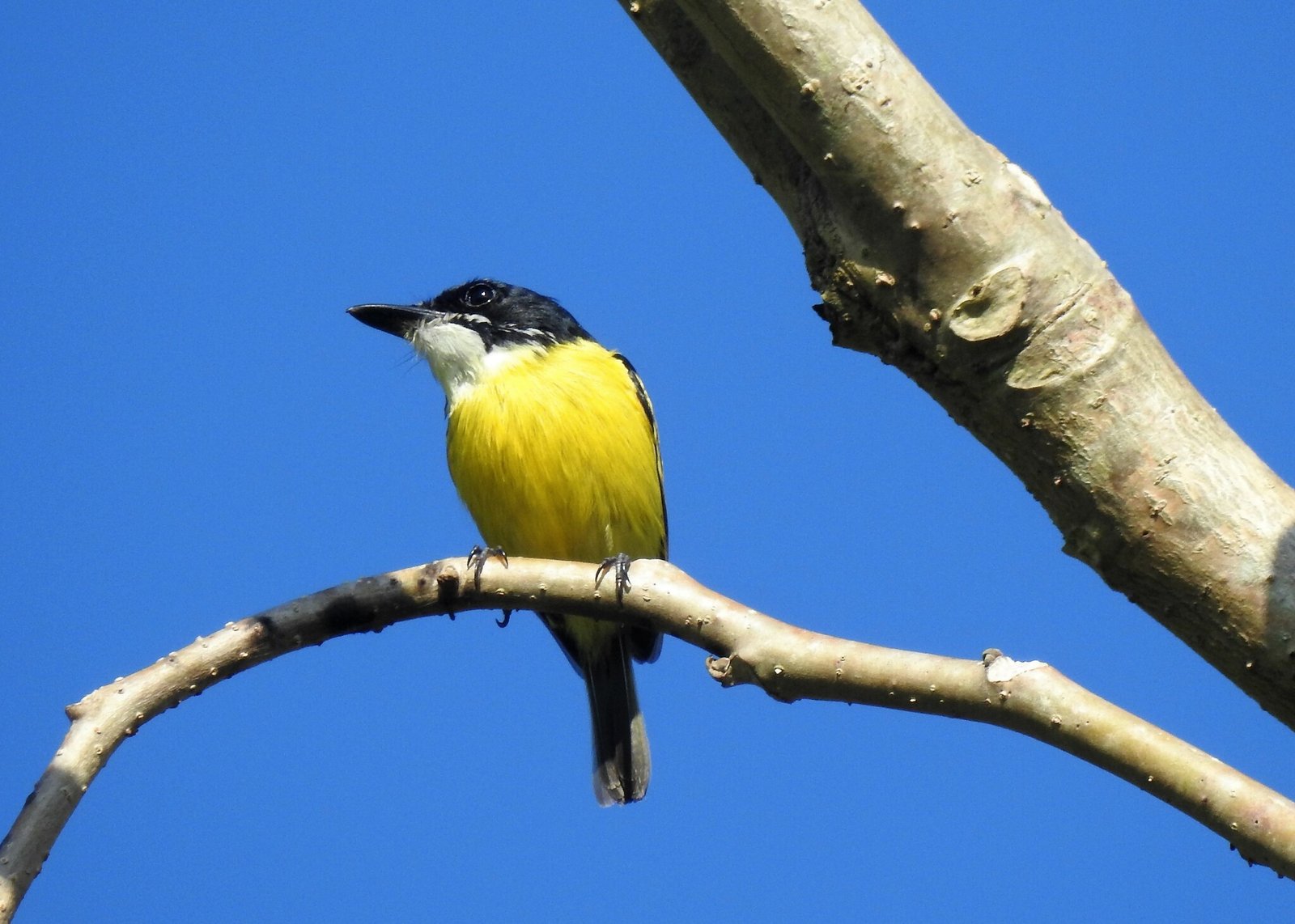 Zwartkopschoffelsnavel (Todirostrum nigriceps)