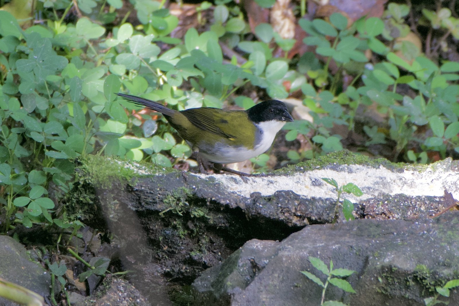 Zwartkopstruikgors (Arremon atricapillus)