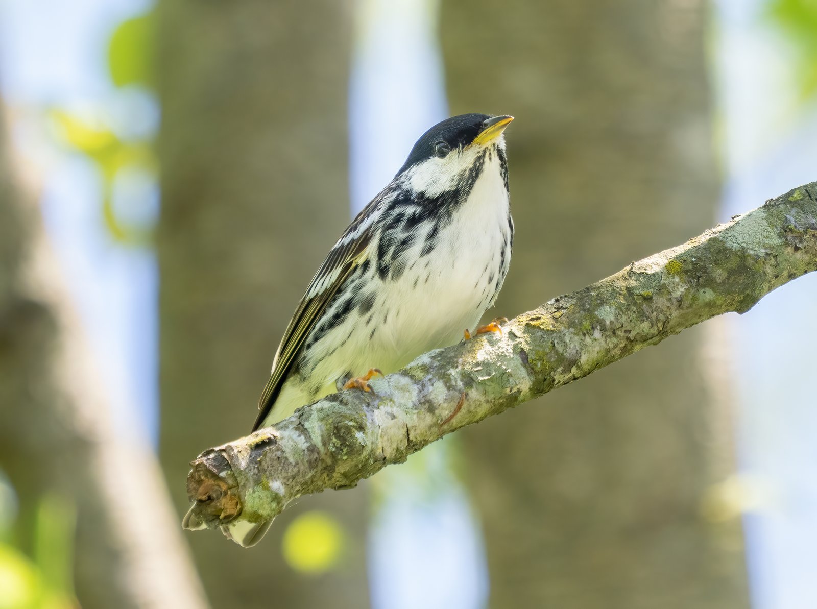 Zwartkopzanger (Setophaga striata)