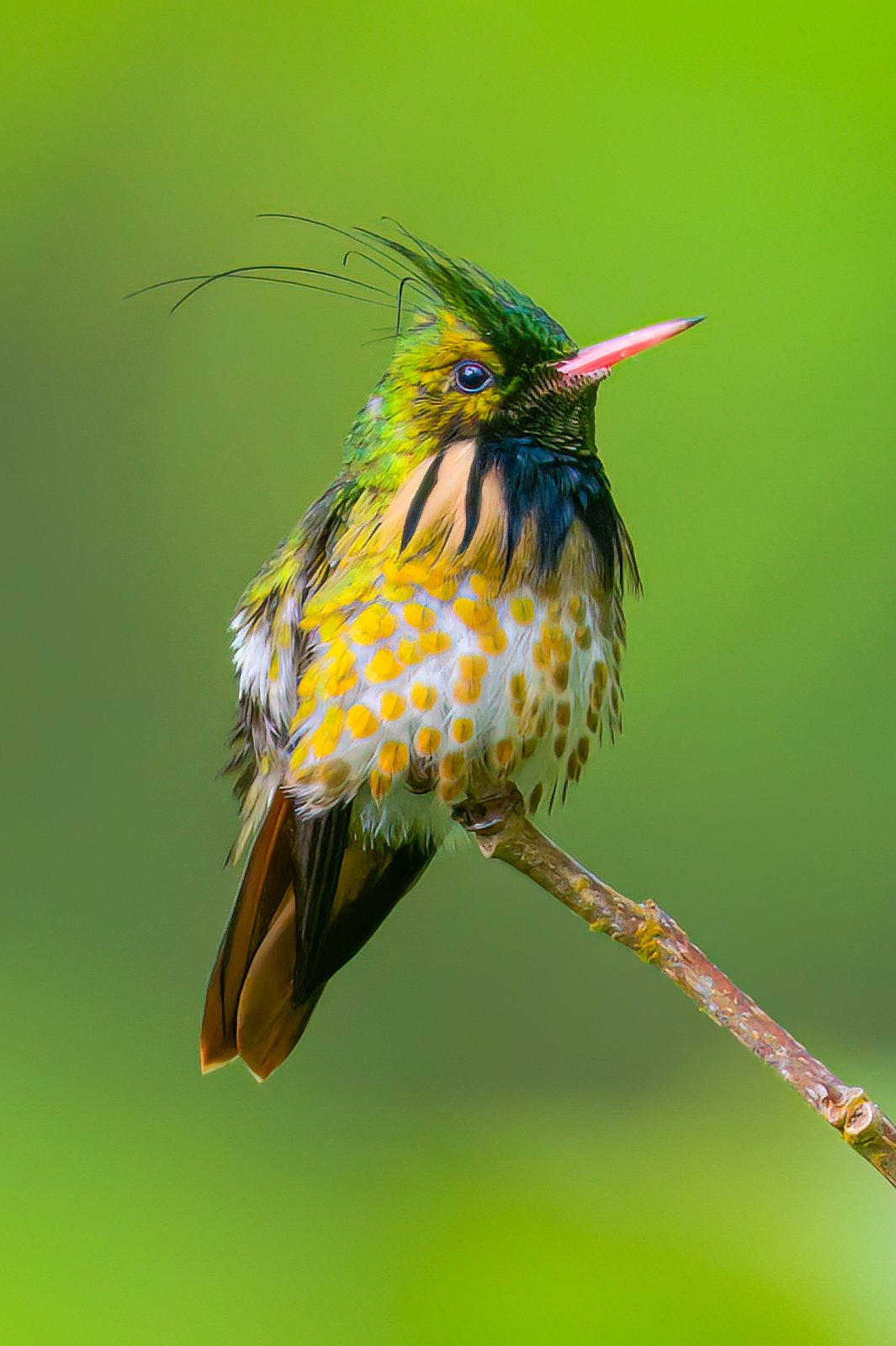 Zwartkuifkoketkolibrie (Lophornis helenae)