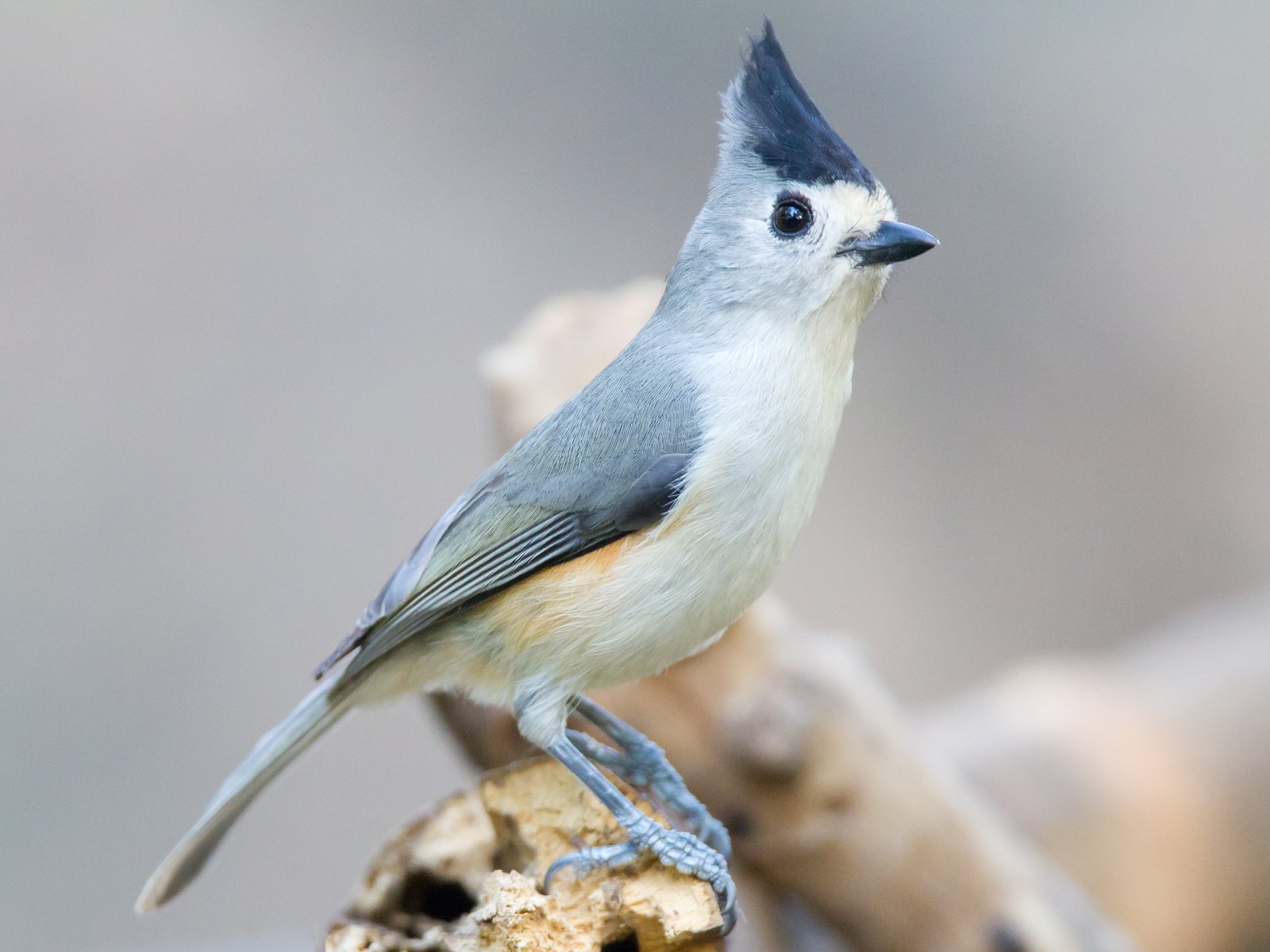 Zwartkuifmees (Baeolophus atricristatus)