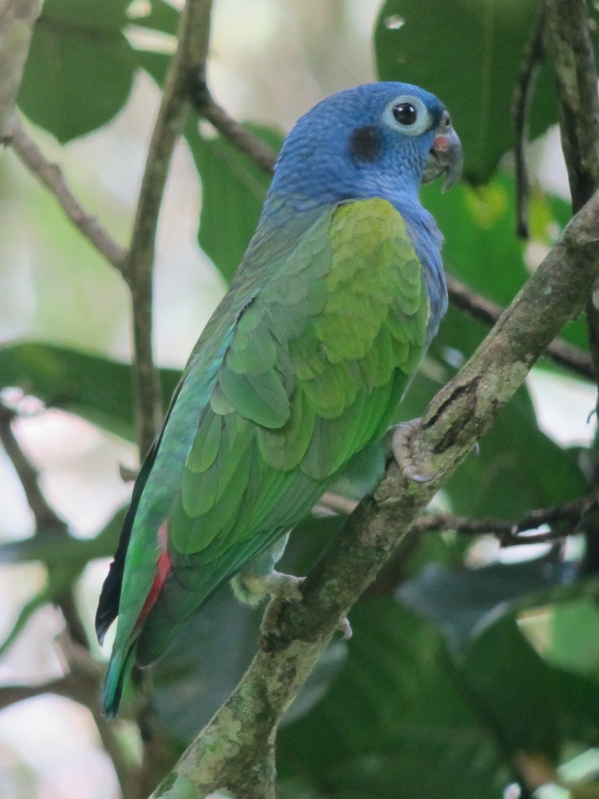 Zwartoormargrietje (Pionus menstruus)