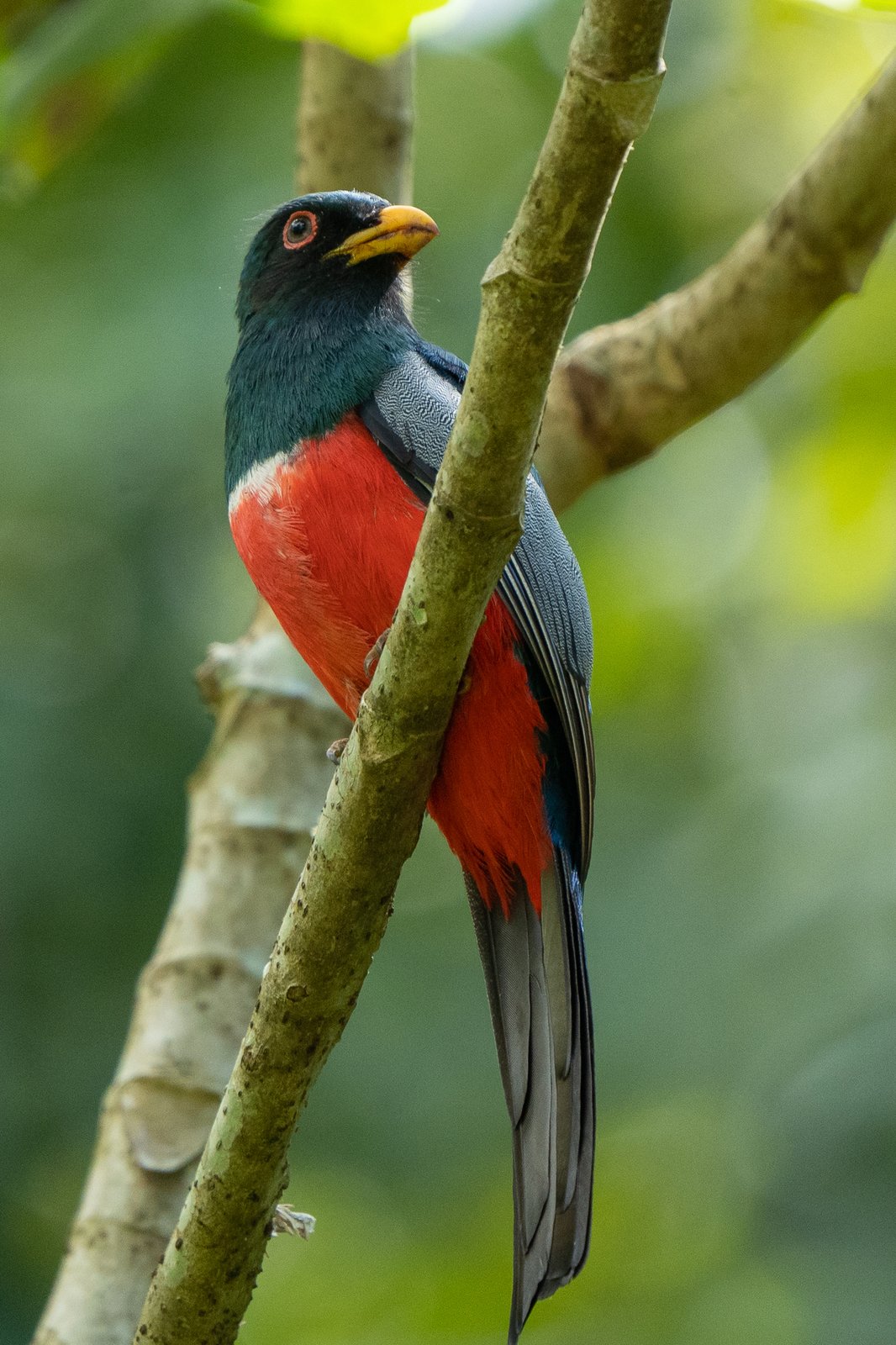 Zwartstaarttrogon (Trogon melanurus)