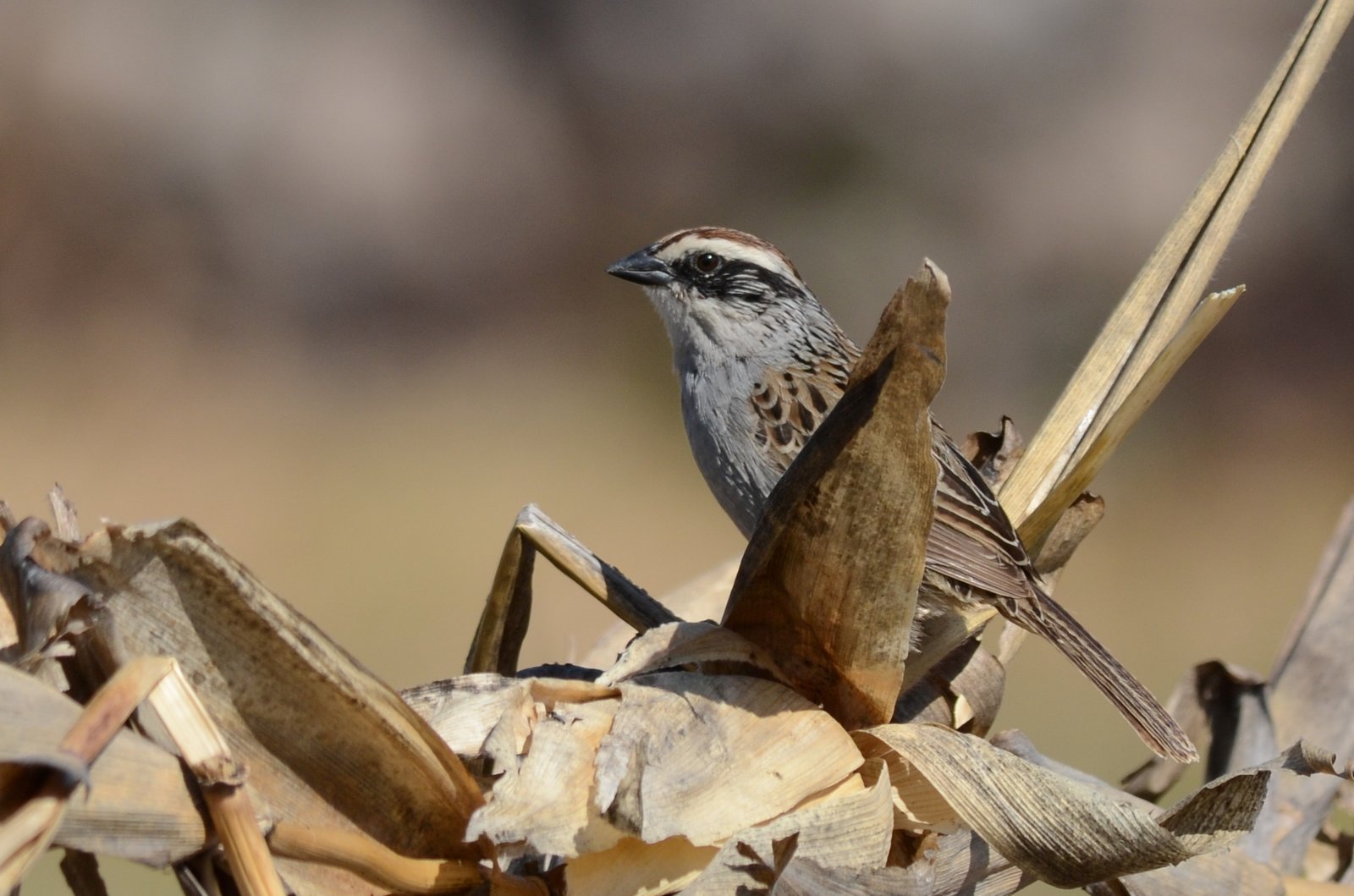 Zwartwanggors (Oriturus superciliosus)