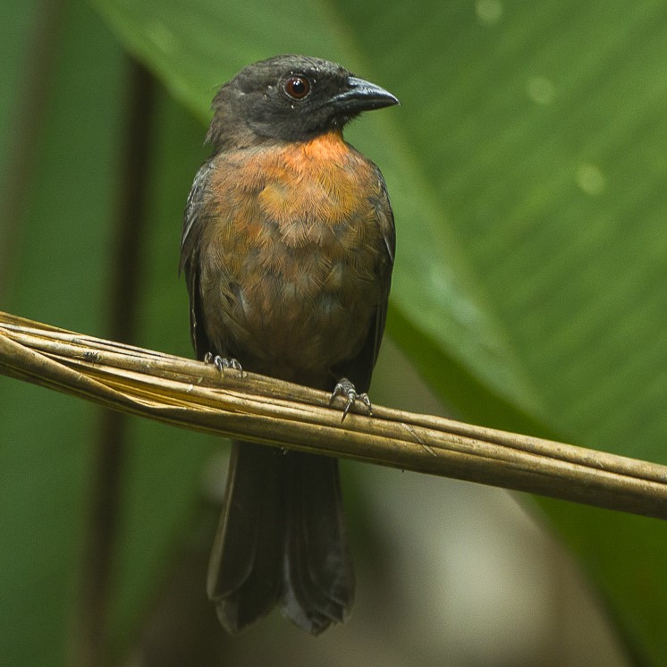 Zwartwangmiertangare (Driophlox atrimaxillaris)