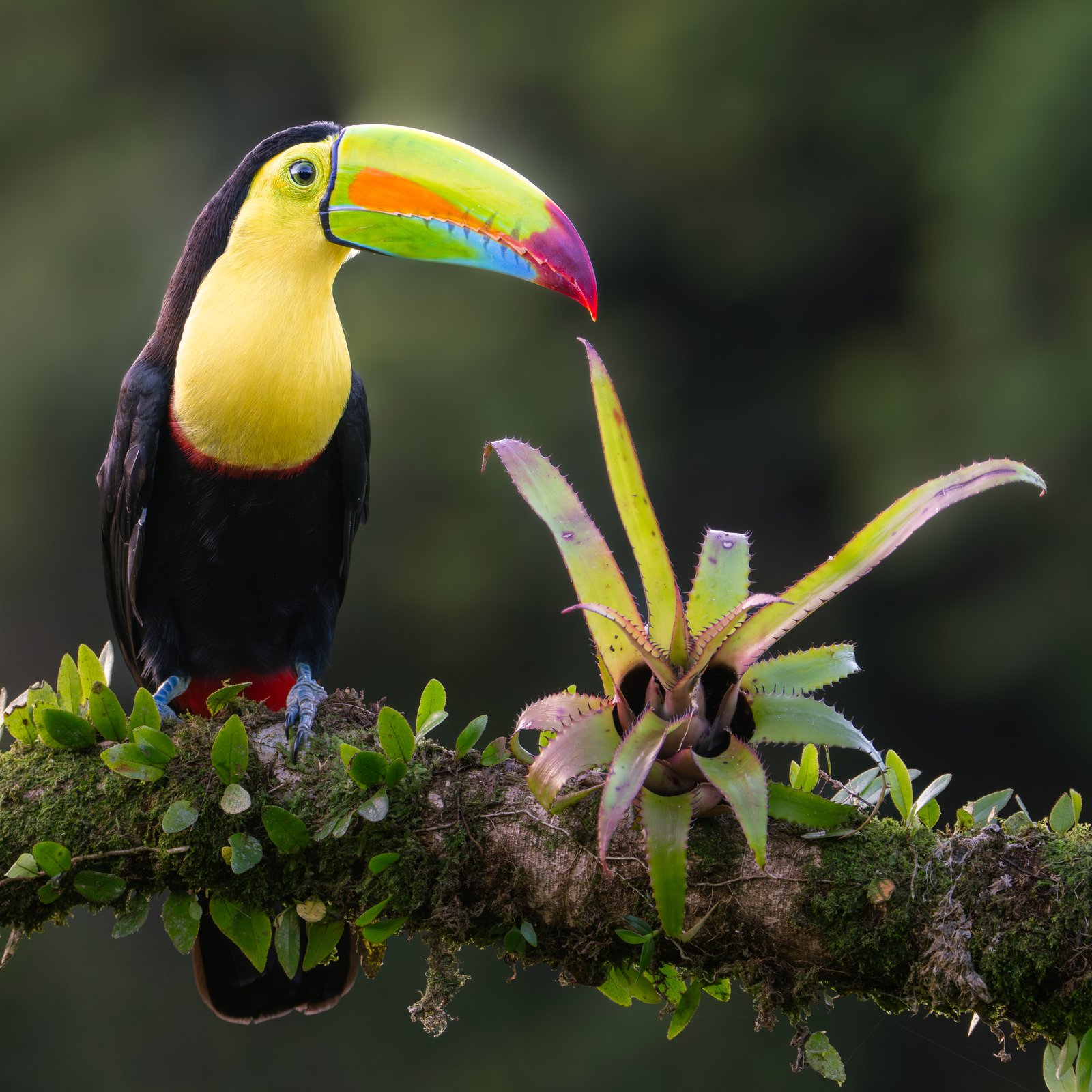 Zwavelborsttoekan (Ramphastos sulfuratus)