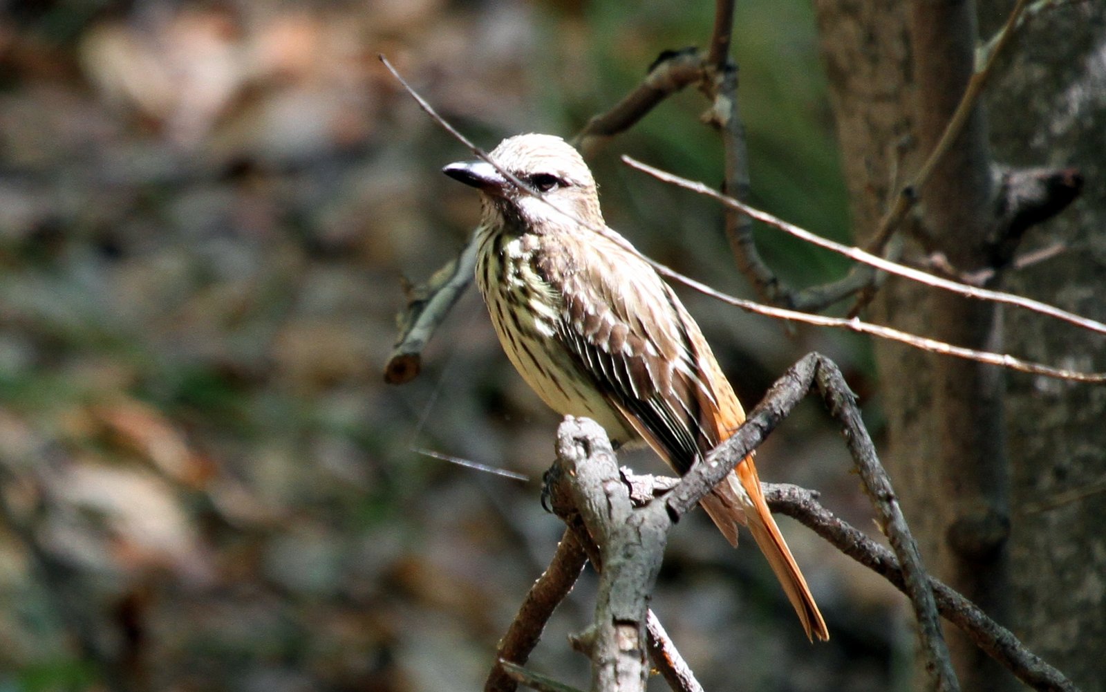 Zwavelbuiktiran (Myiodynastes luteiventris)