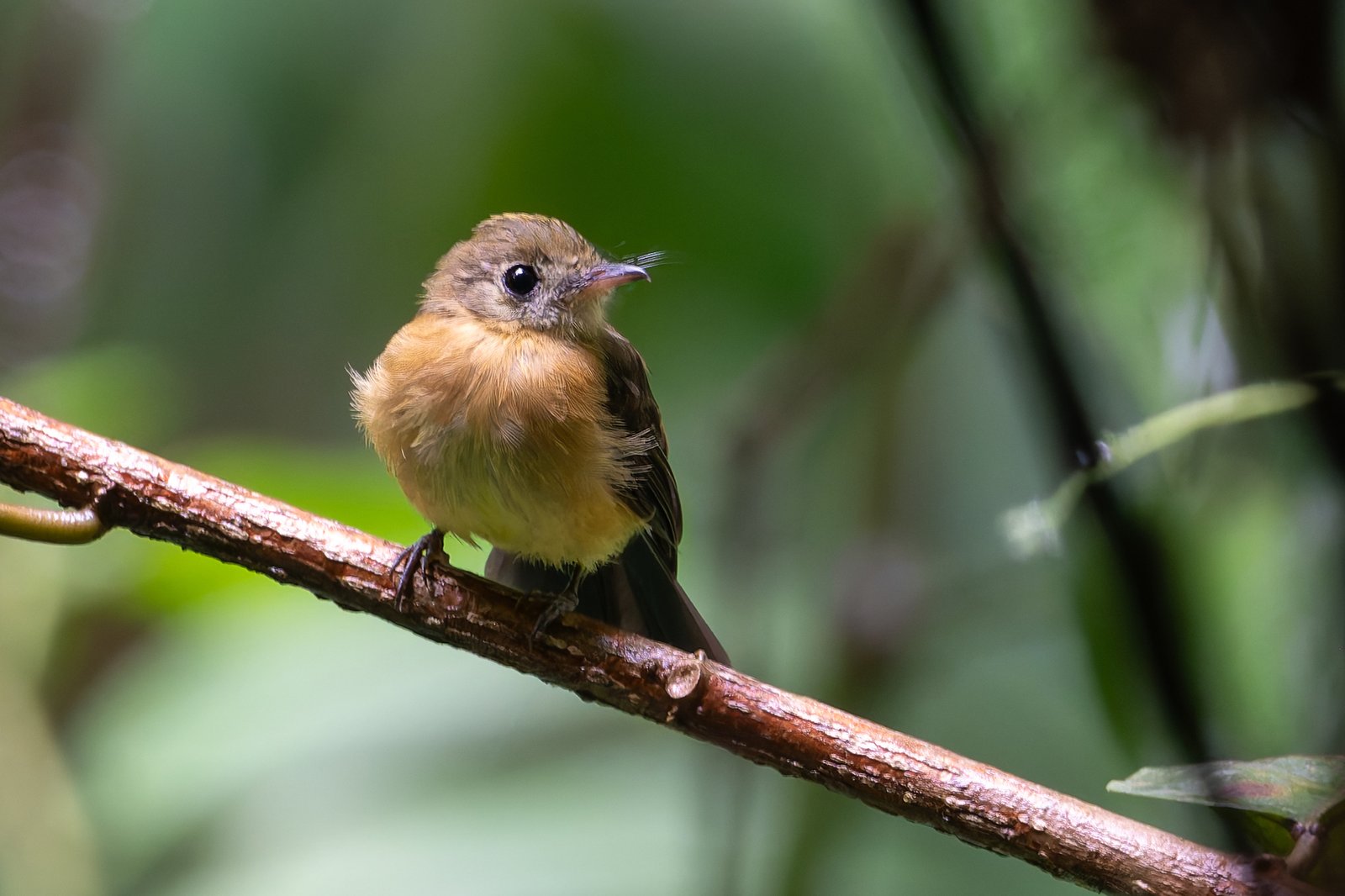 Zwavelstuittiran (Myiobius sulphureipygius)