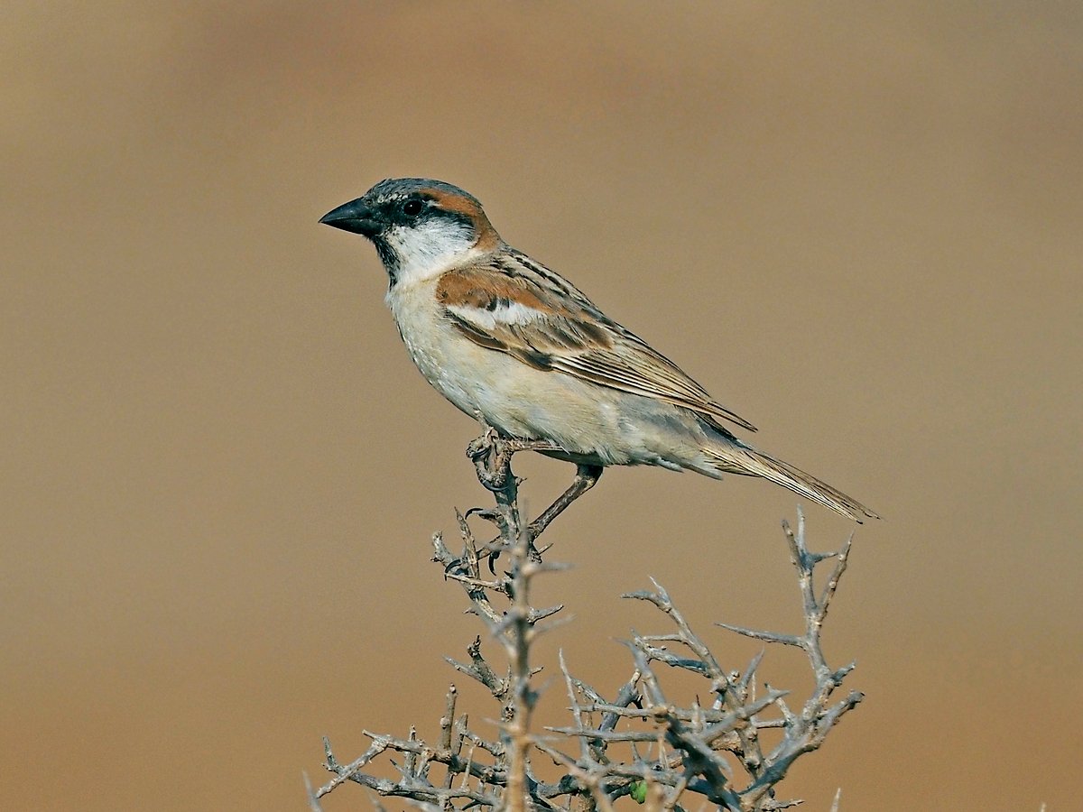 Abd-al-Kurimus (Passer hemileucus)