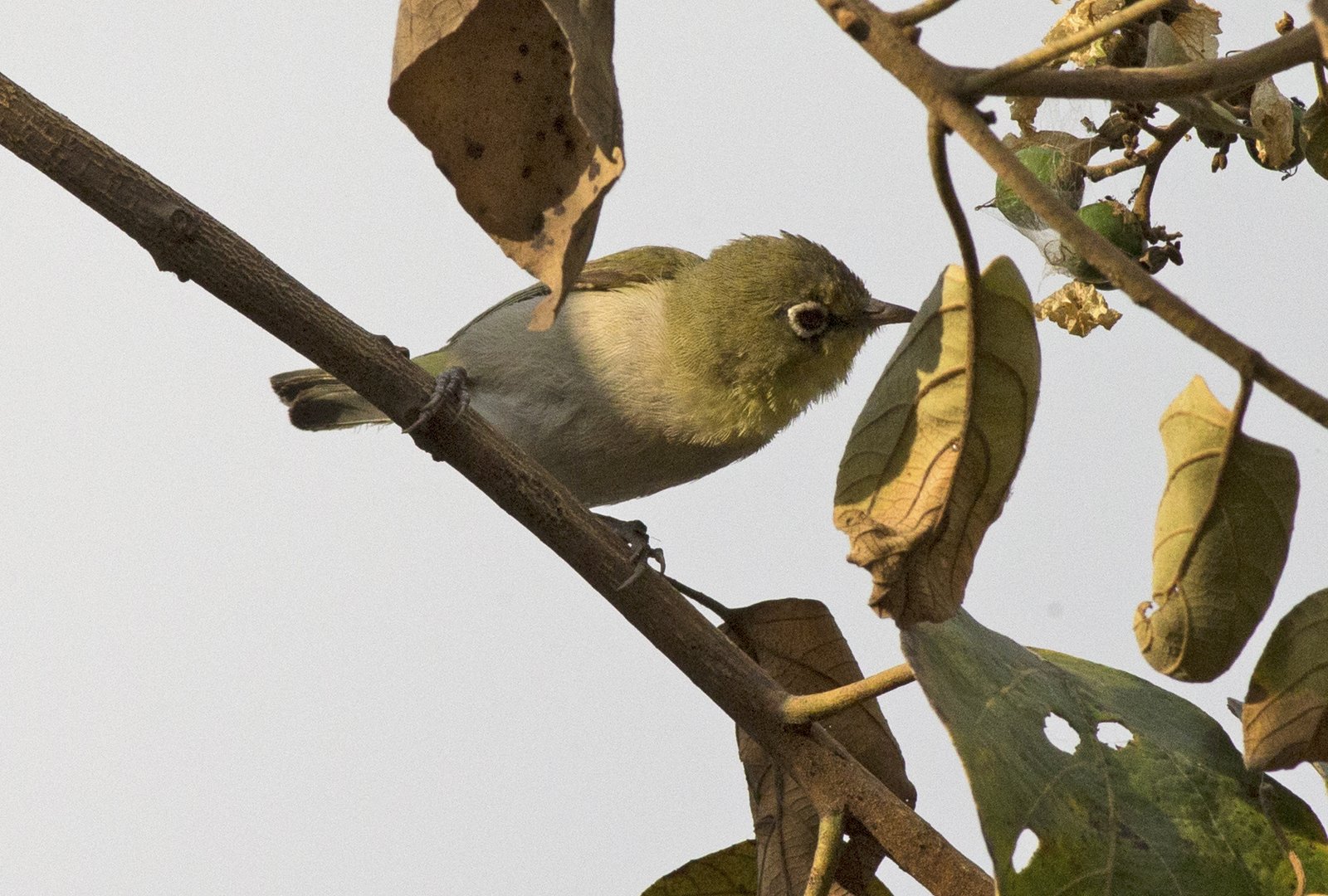 Abessijnse brilvogel (Zosterops abyssinicus)