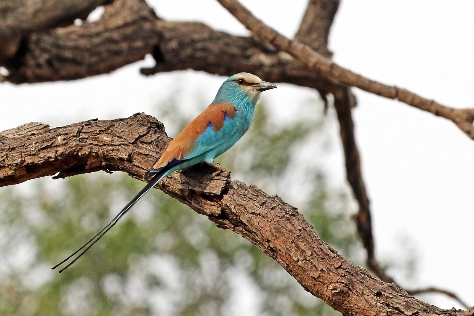 Abessijnse scharrelaar (Coracias abyssinicus)