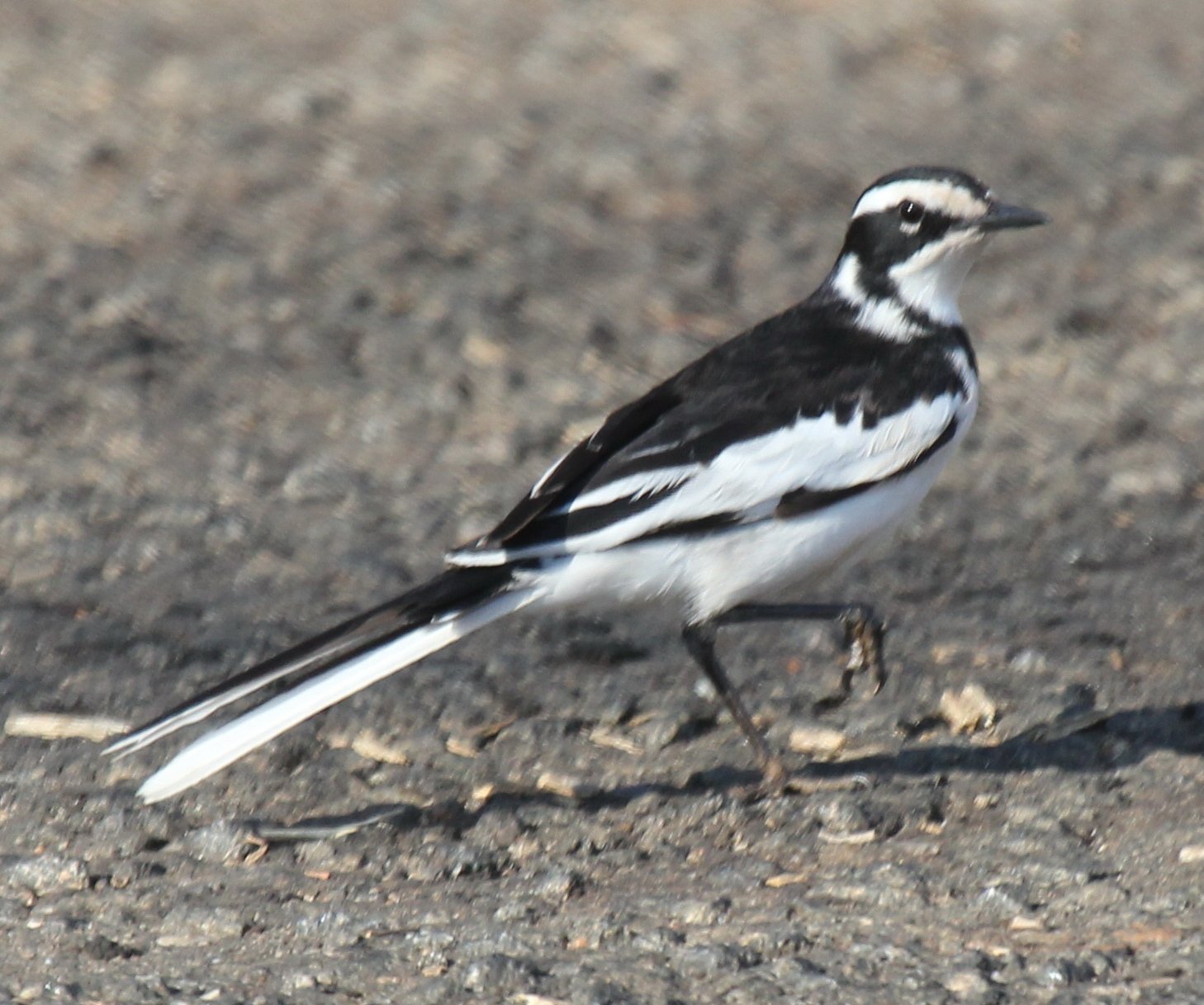 Afrikaanse bonte kwikstaart (Motacilla aguimp)