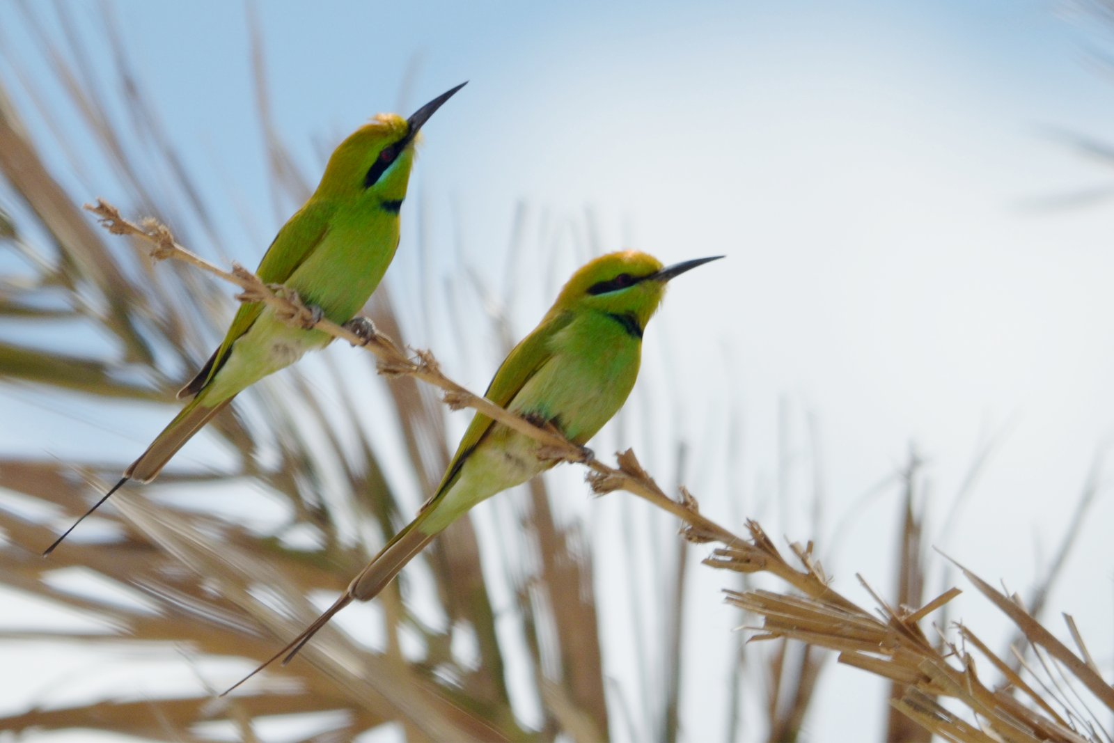 Afrikaanse kleine groene bijeneter (Merops viridissimus)