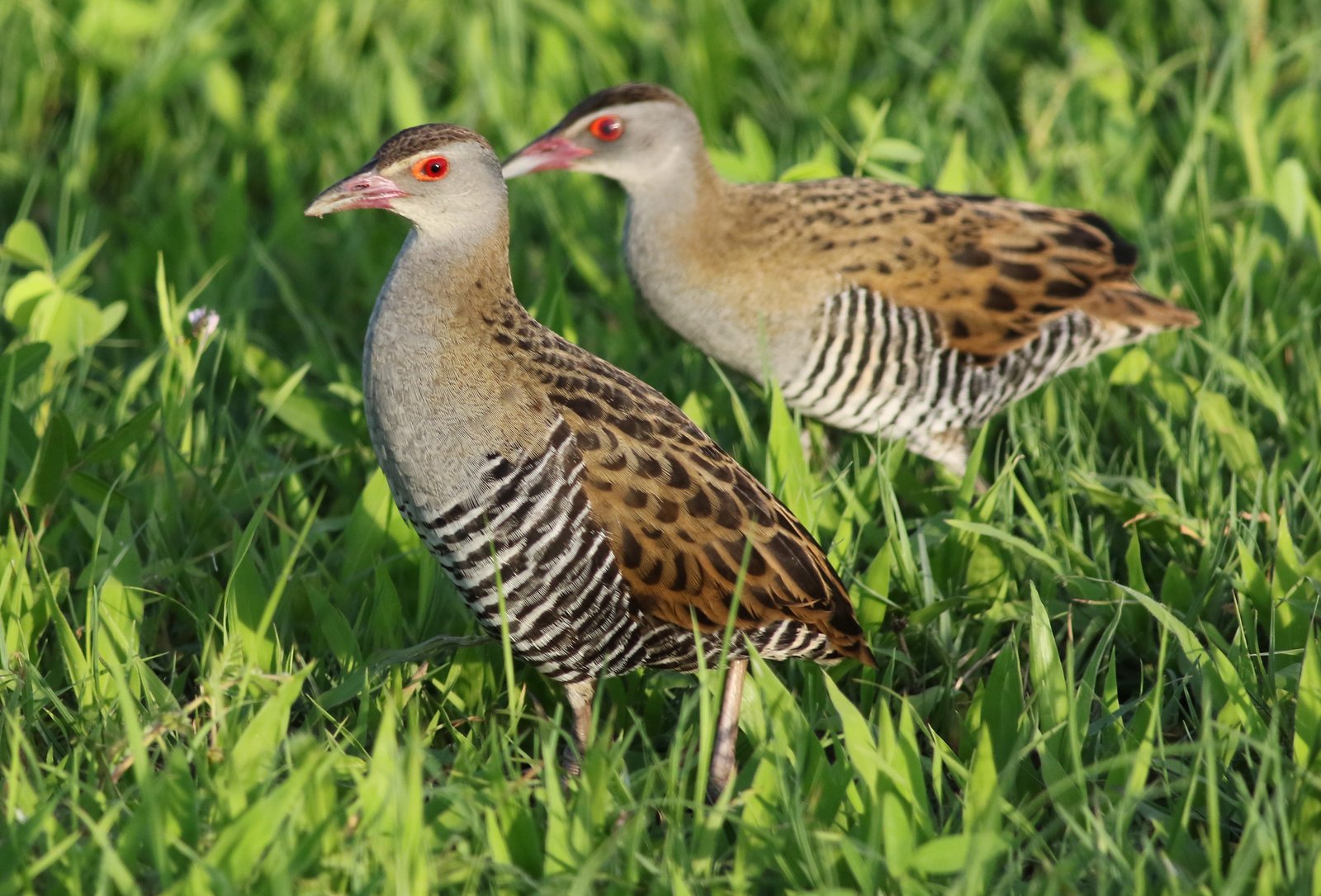 Afrikaanse kwartelkoning (Crecopsis egregia)