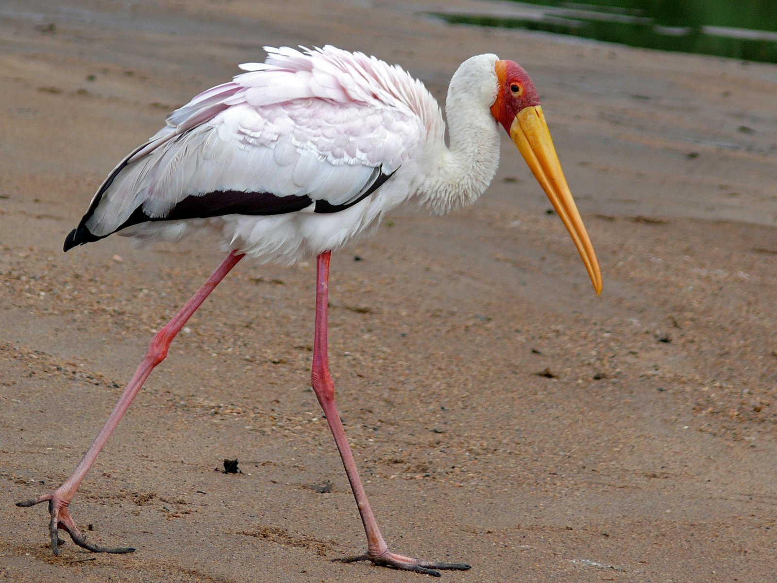 Afrikaanse nimmerzat (Mycteria ibis)