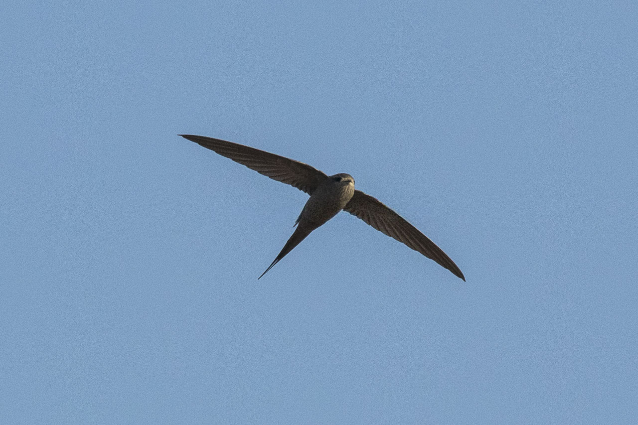 Afrikaanse palmgierzwaluw (Cypsiurus parvus)