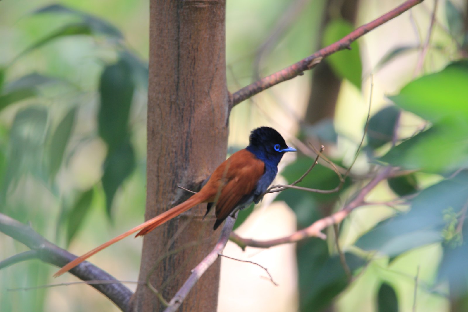 Afrikaanse paradijsmonarch (Terpsiphone viridis)