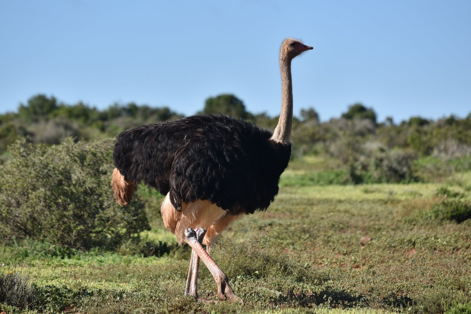 Afrikaanse struisvogel (Struthio camelus)