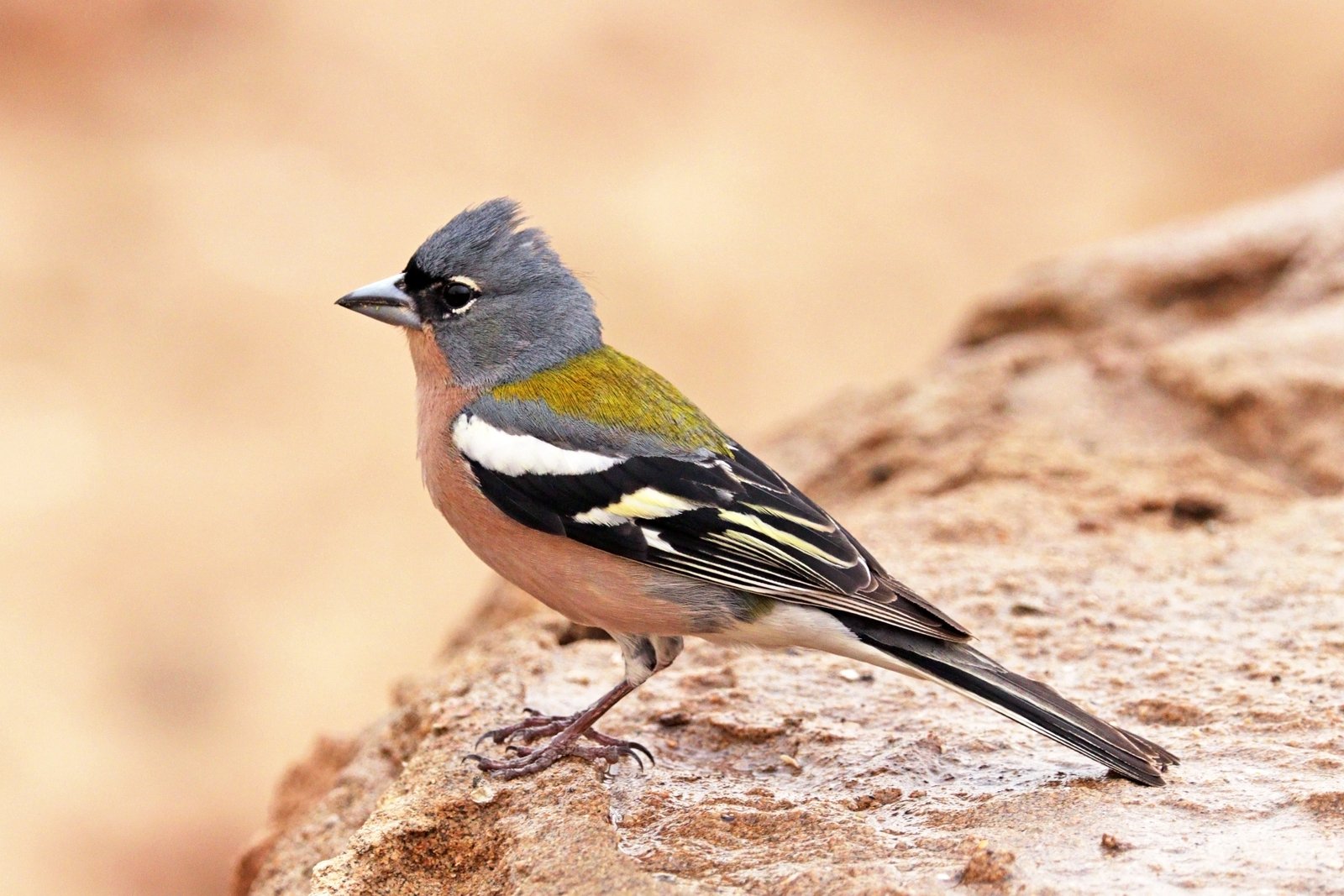 Afrikaanse vink (Fringilla spodiogenys)