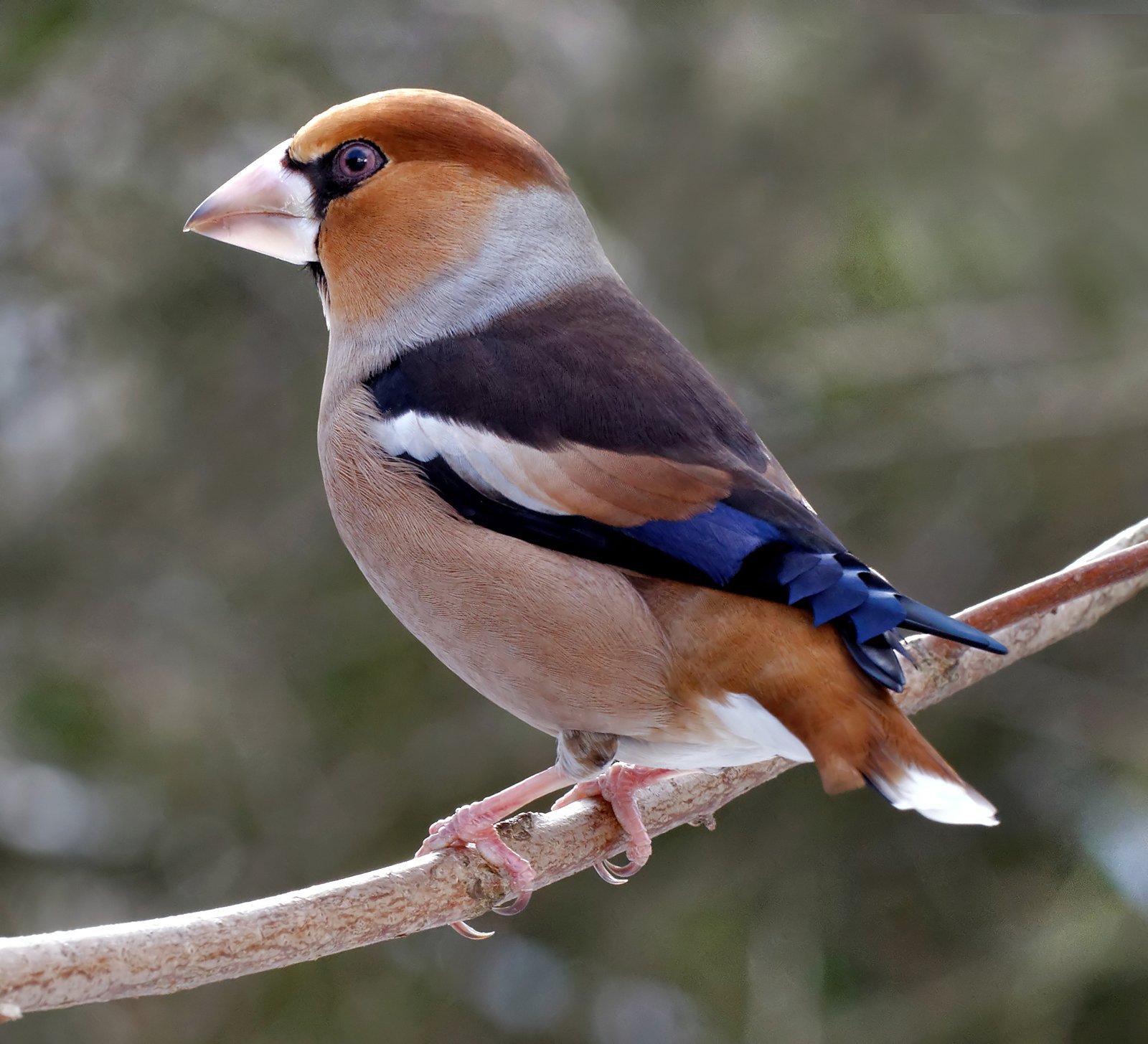 Appelvink (Coccothraustes coccothraustes)