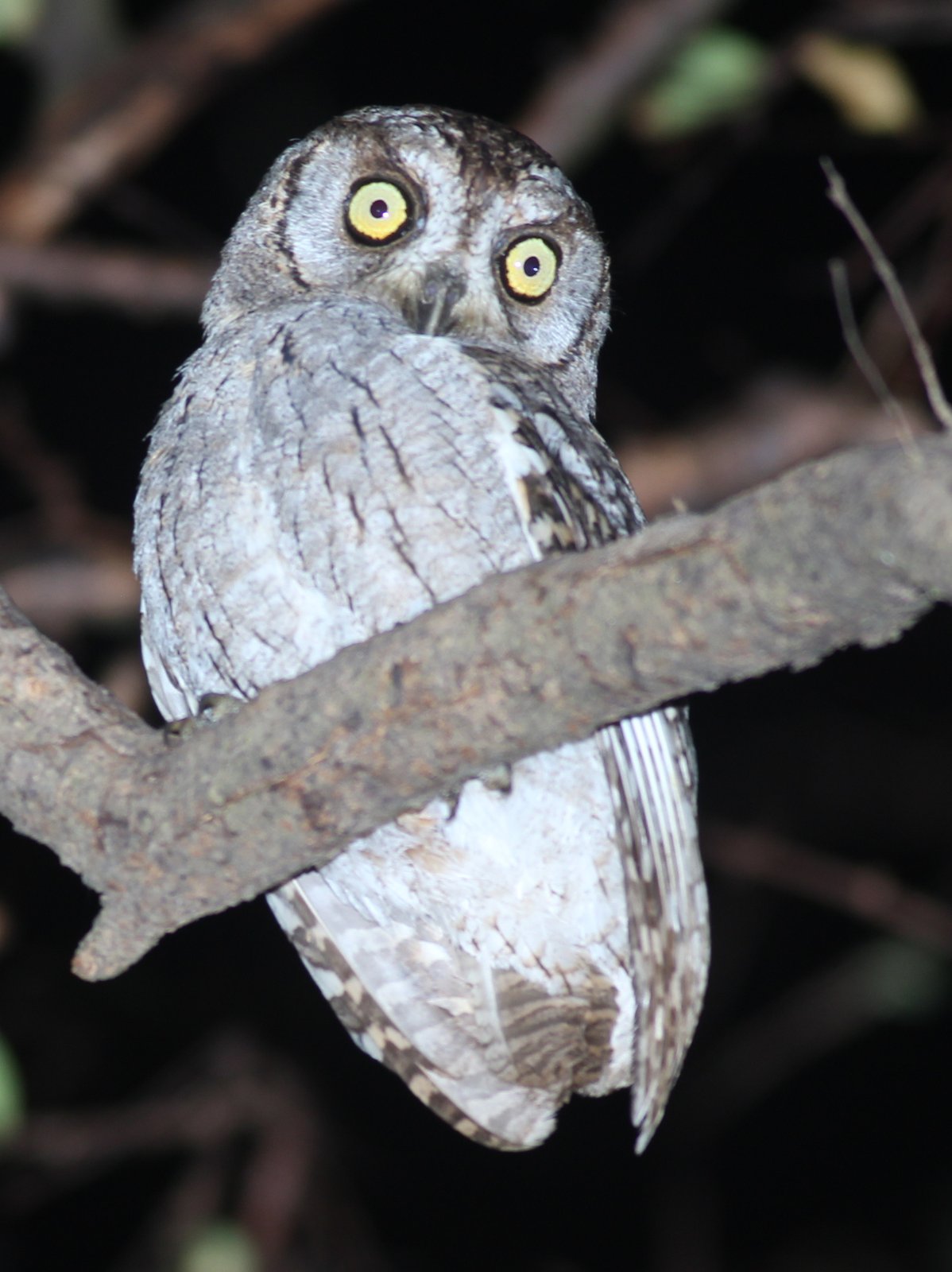 Arabische dwergooruil (Otus pamelae)