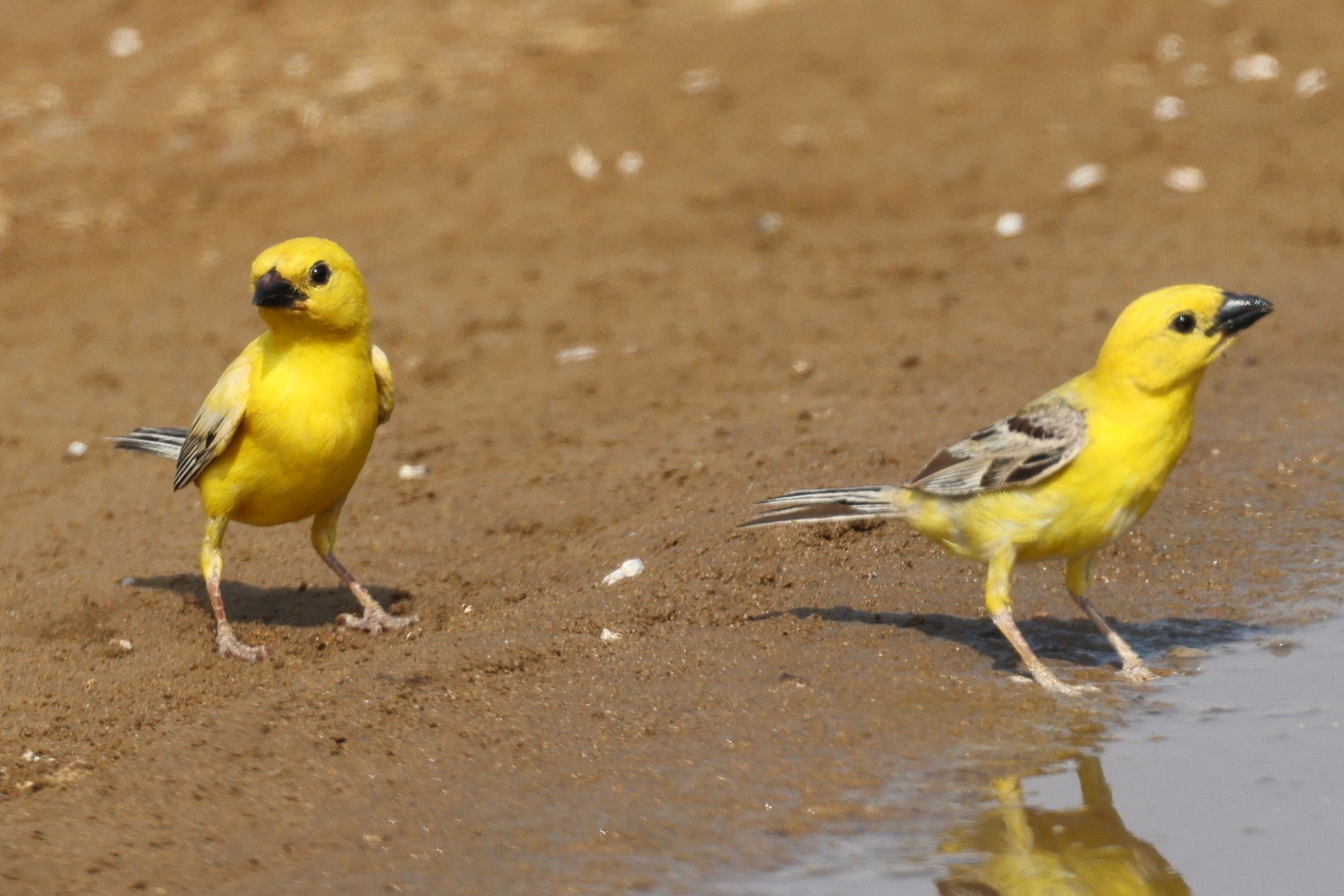 Arabische goudmus (Passer euchlorus)