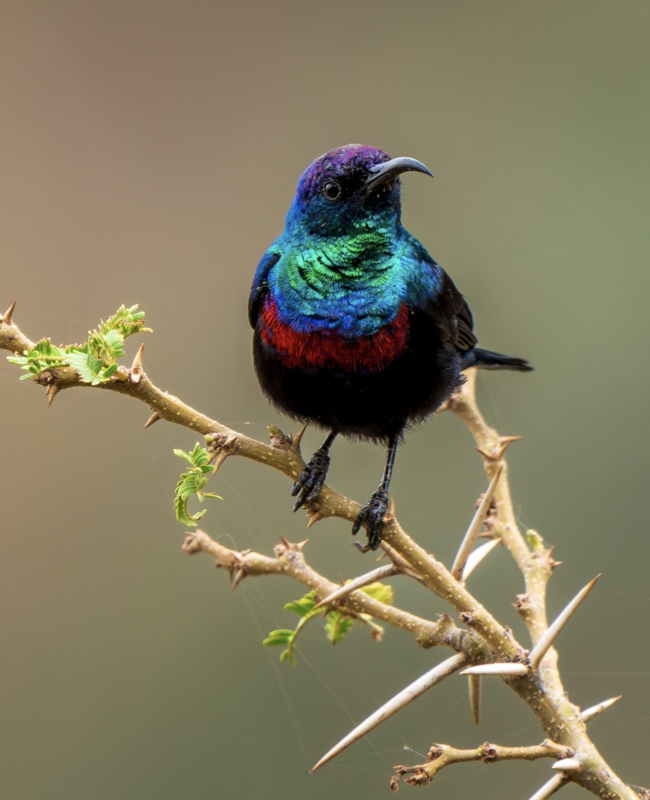 Arabische honingzuiger (Cinnyris hellmayri)