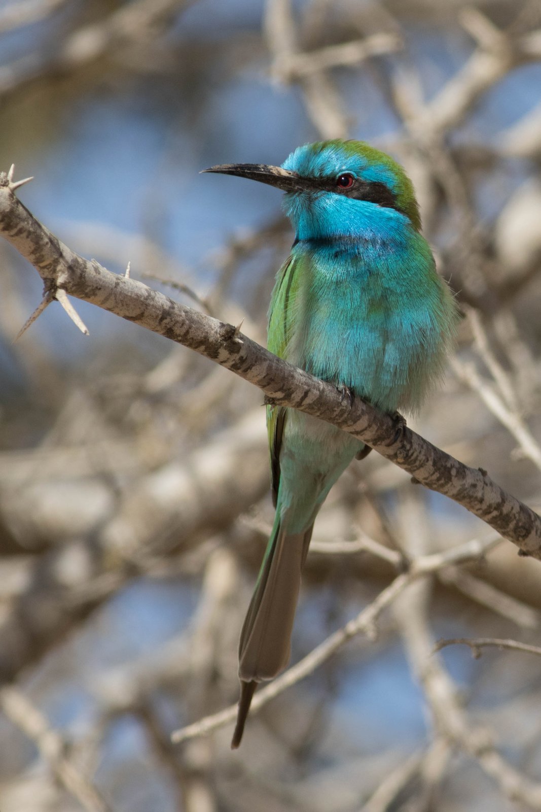 Arabische kleine groene bijeneter (Merops cyanophrys)