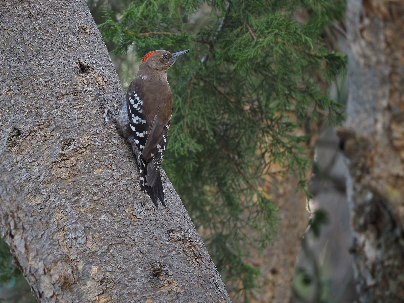 Arabische specht (Dendrocoptes dorae)
