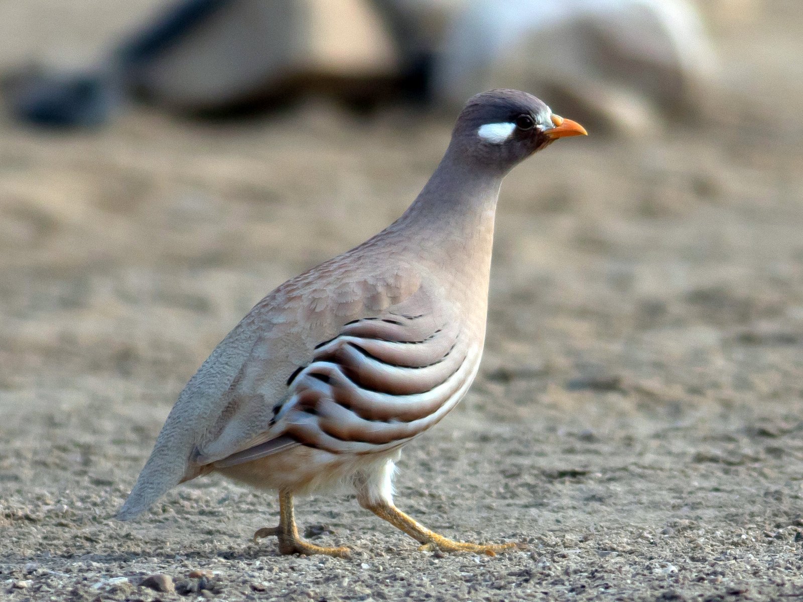 Arabische woestijnpatrijs (Ammoperdix heyi)