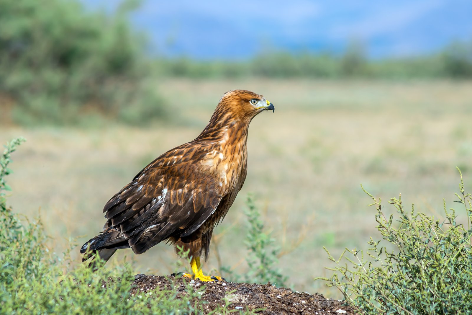 Arendbuizerd (Buteo rufinus)