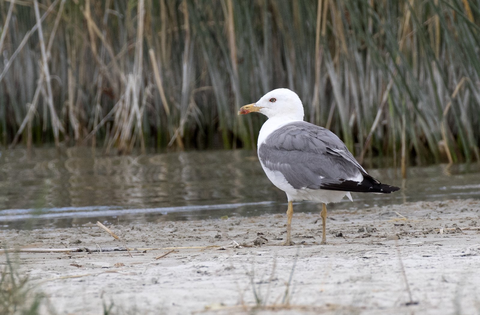 Armeense meeuw (Larus armenicus)
